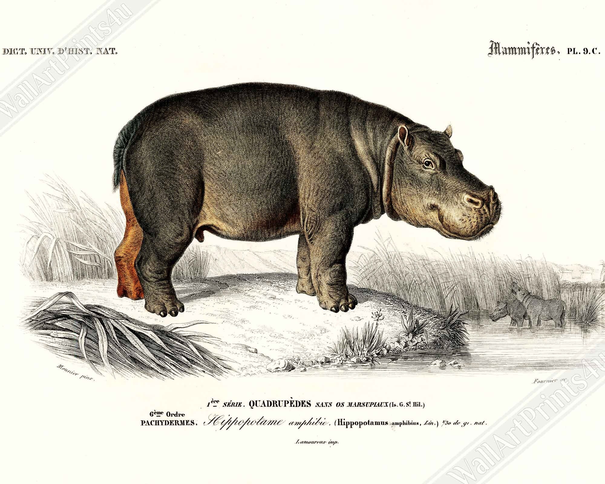 Vintage Hippo Framed, Charles Dessalines, Vintage Hippo Art - Vintage Hippo Framed Print - WallArtPrints4U