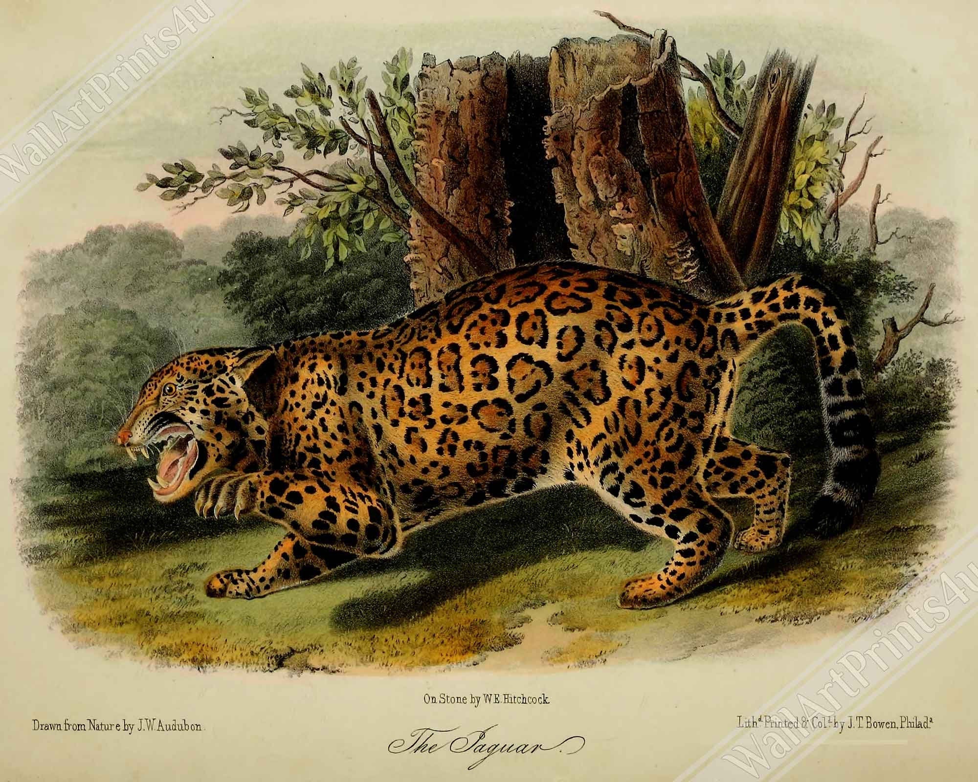Vintage Jaguar Canvas, John Audubon, Vintage Big Cat Jaguar Art - Vintage Jaguar Canvas Print - WallArtPrints4U