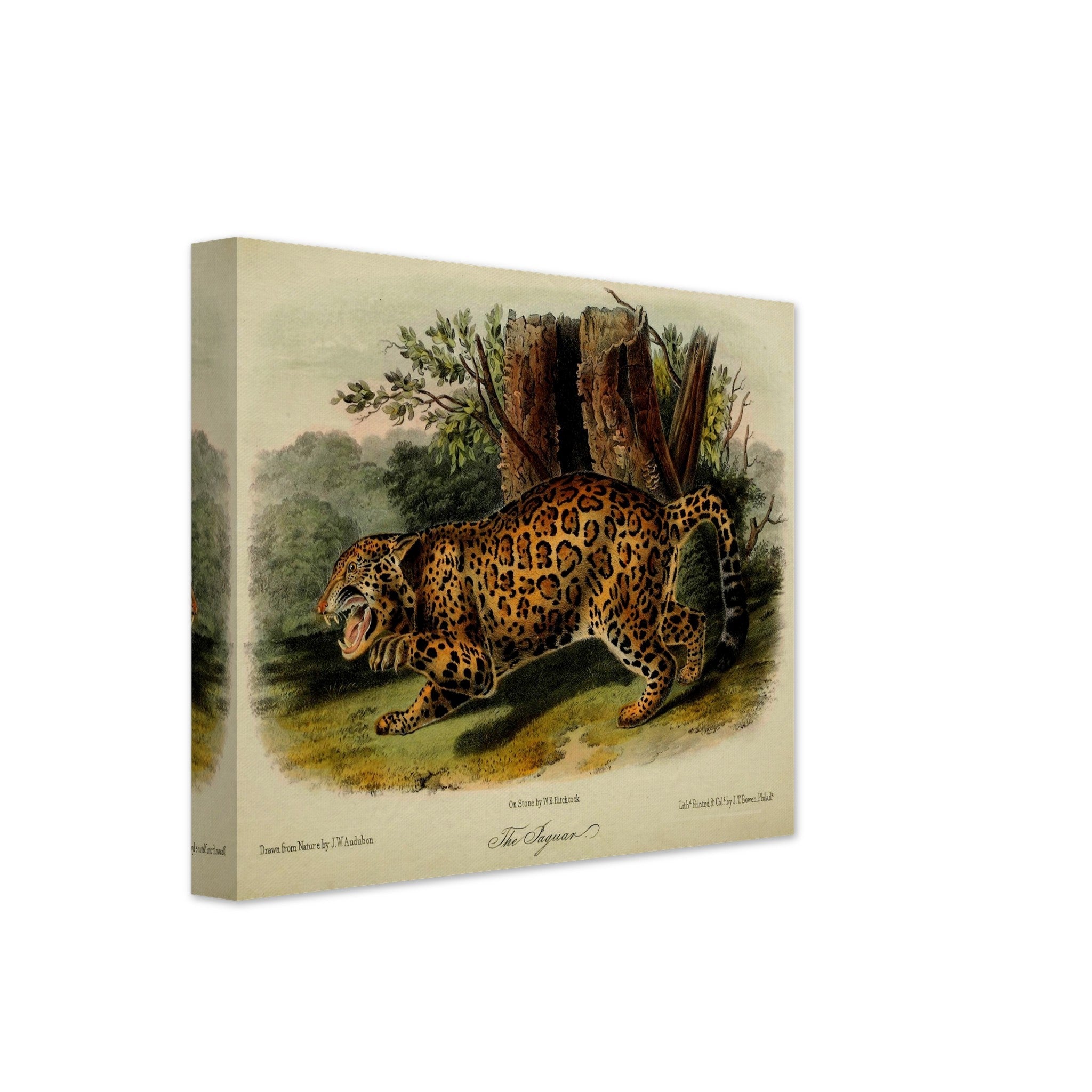 Vintage Jaguar Canvas, John Audubon, Vintage Big Cat Jaguar Art - Vintage Jaguar Canvas Print - WallArtPrints4U