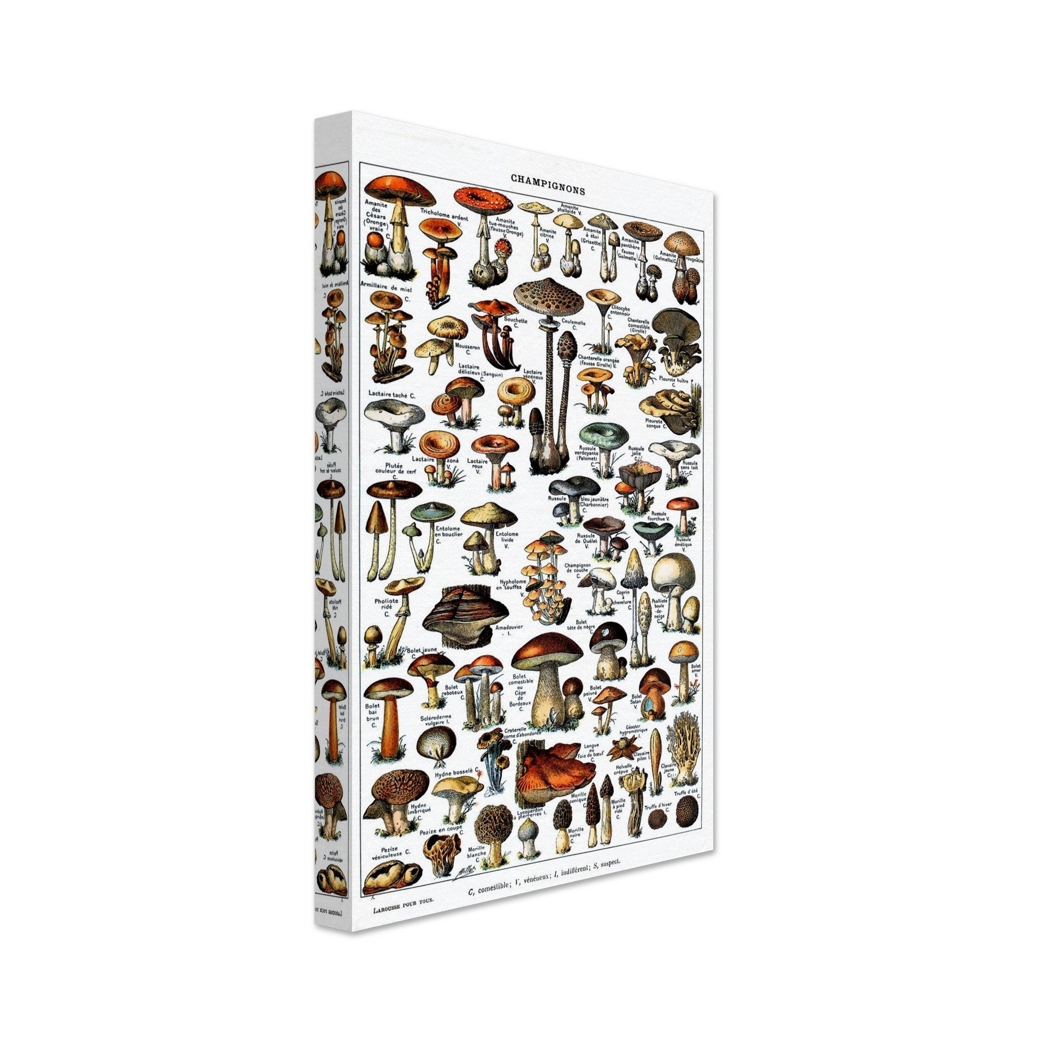 Vintage Mushroom Canvas - Adolphe Millot Champignons Pour Tous Canvas Print - WallArtPrints4U