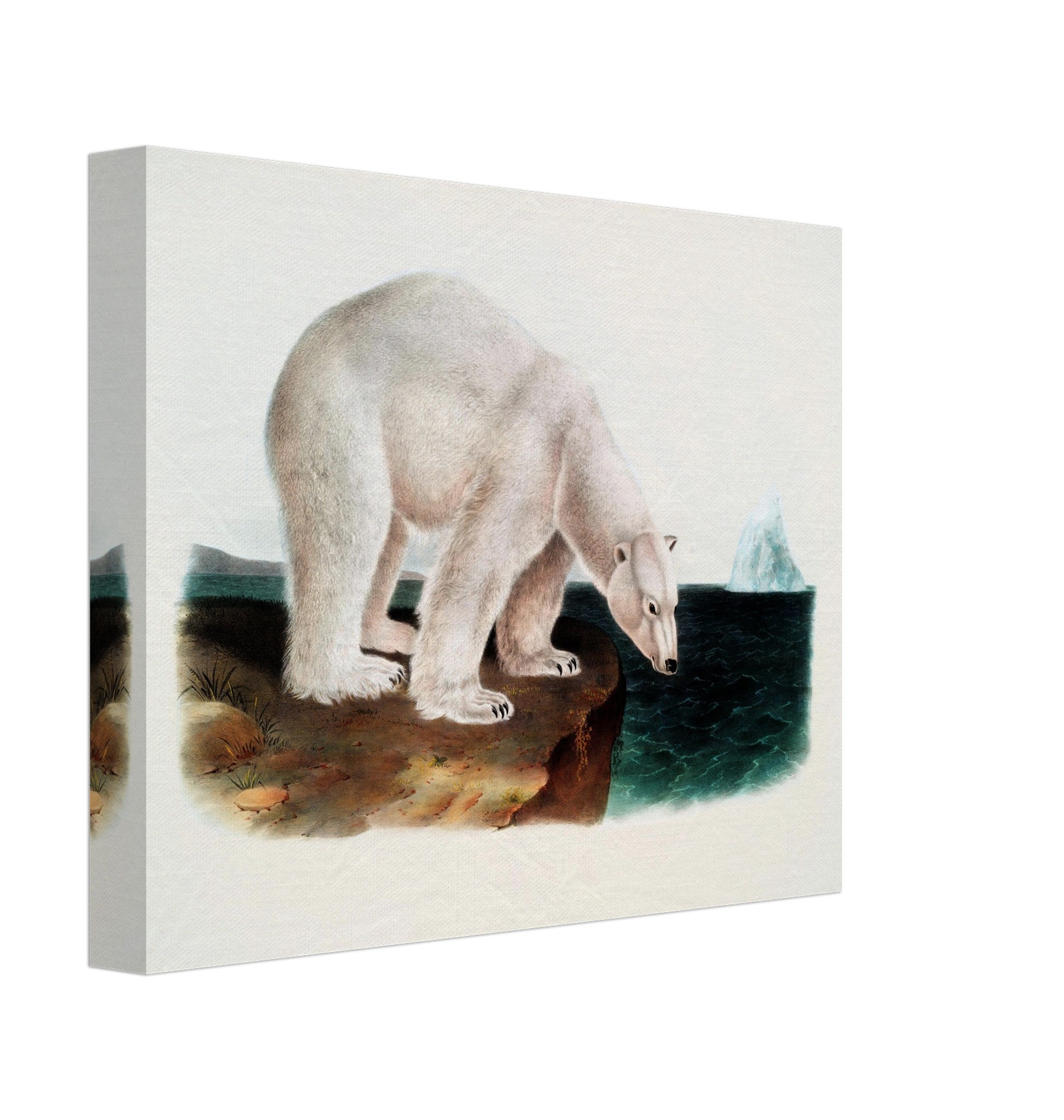Vintage Polar Bear Canvas, John Woodhouse Audubon, Vintage Polar Bear Art - Vintage Polar Bear Canvas Print - WallArtPrints4U