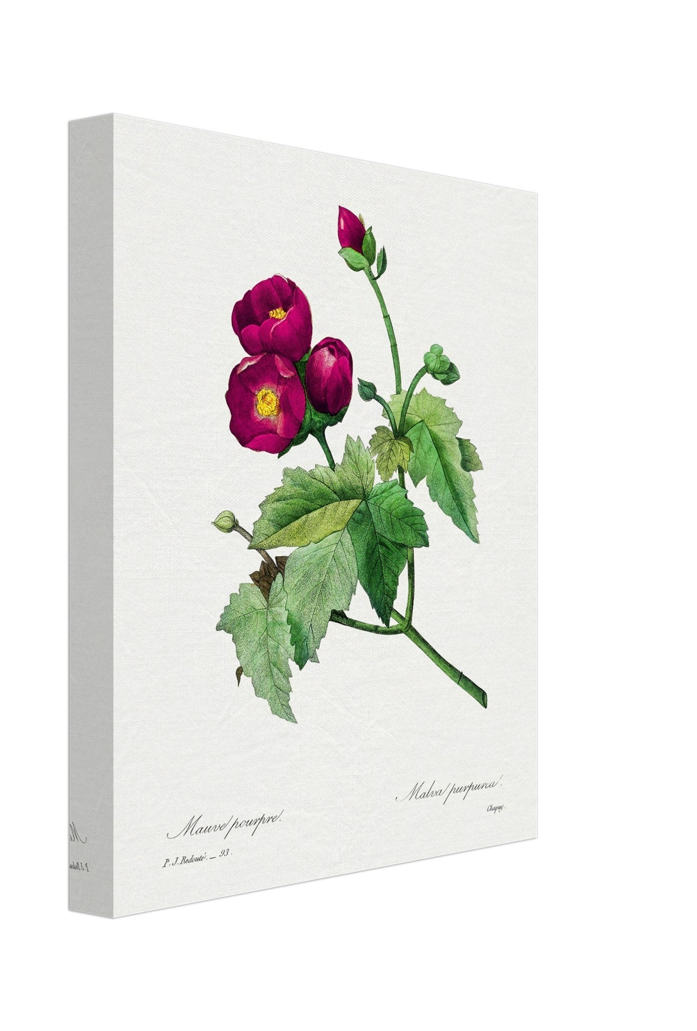 Vintage Purple Flower Canvas - Flower Wall Art - Purple Mallow Botanical Illustration Pierre Joseph Redoute. - WallArtPrints4U