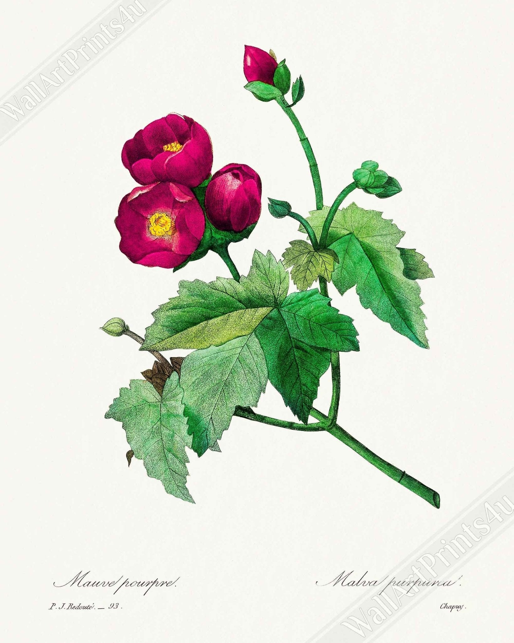 Vintage Purple Flower Framed - Flower Wall Art - Purple Mallow Botanical Illustration Pierre Joseph Redoute. - WallArtPrints4U