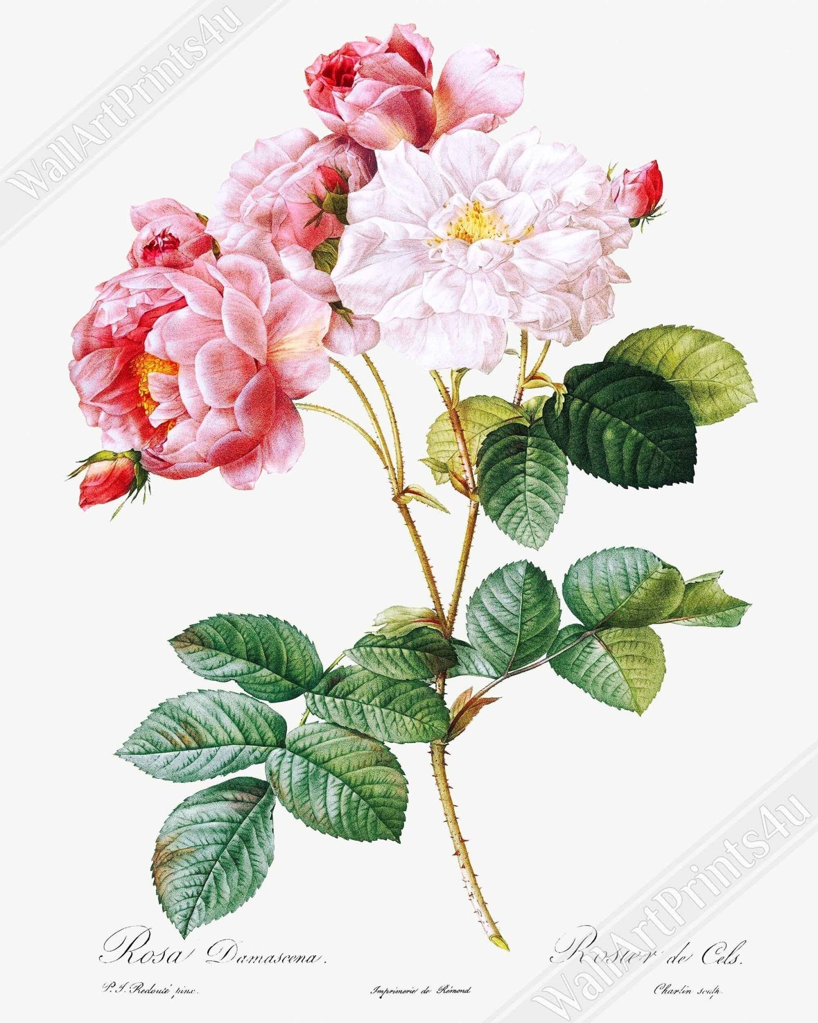 Vintage Rose Print - Flower Wall Art - Pierre Joseph Redoute Botanical Artist - WallArtPrints4U