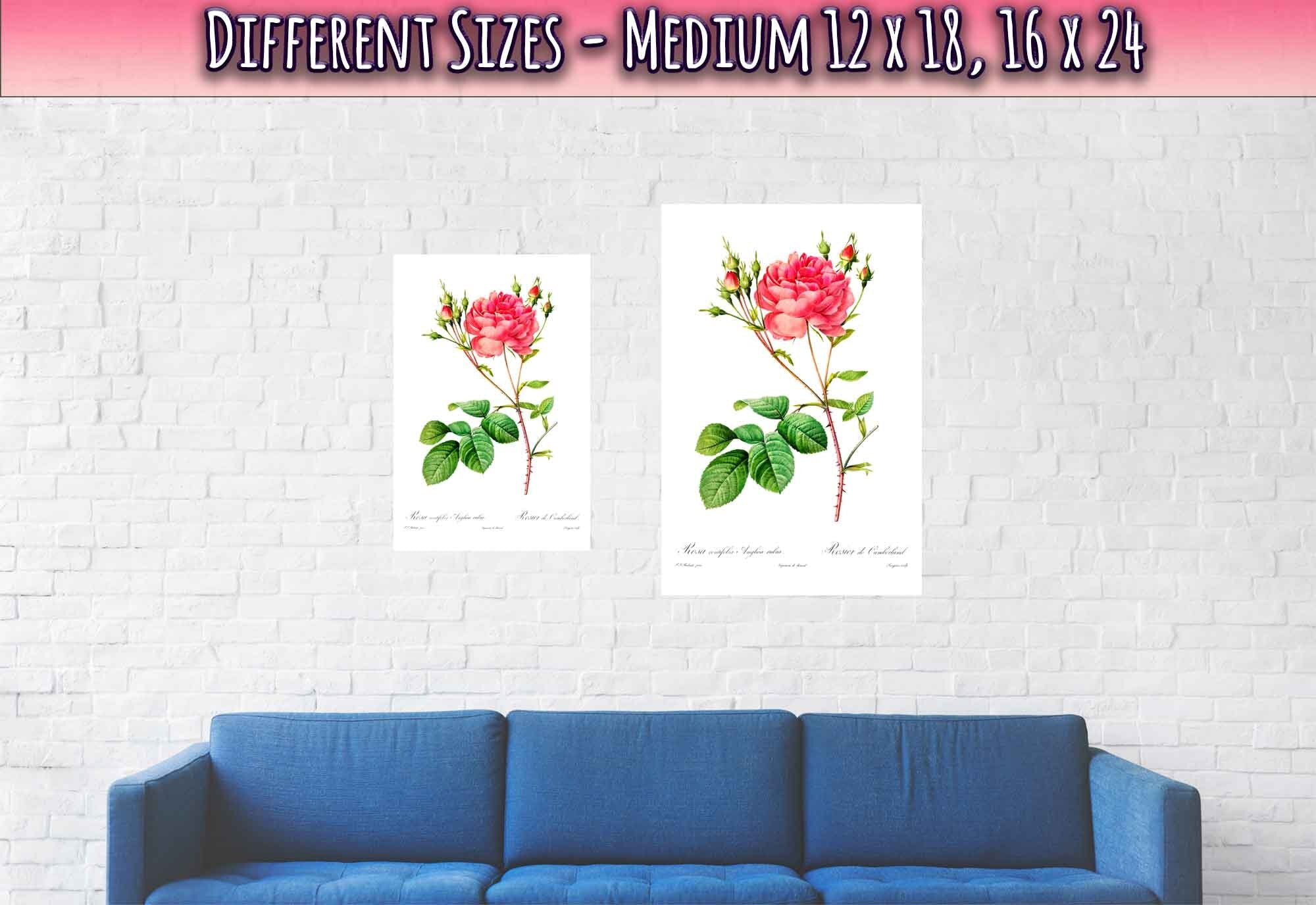 Vintage Rose Print - Flower Wall Art - Rosa Centifolia - Pierre Joseph Redoute Botanical Artist - WallArtPrints4U