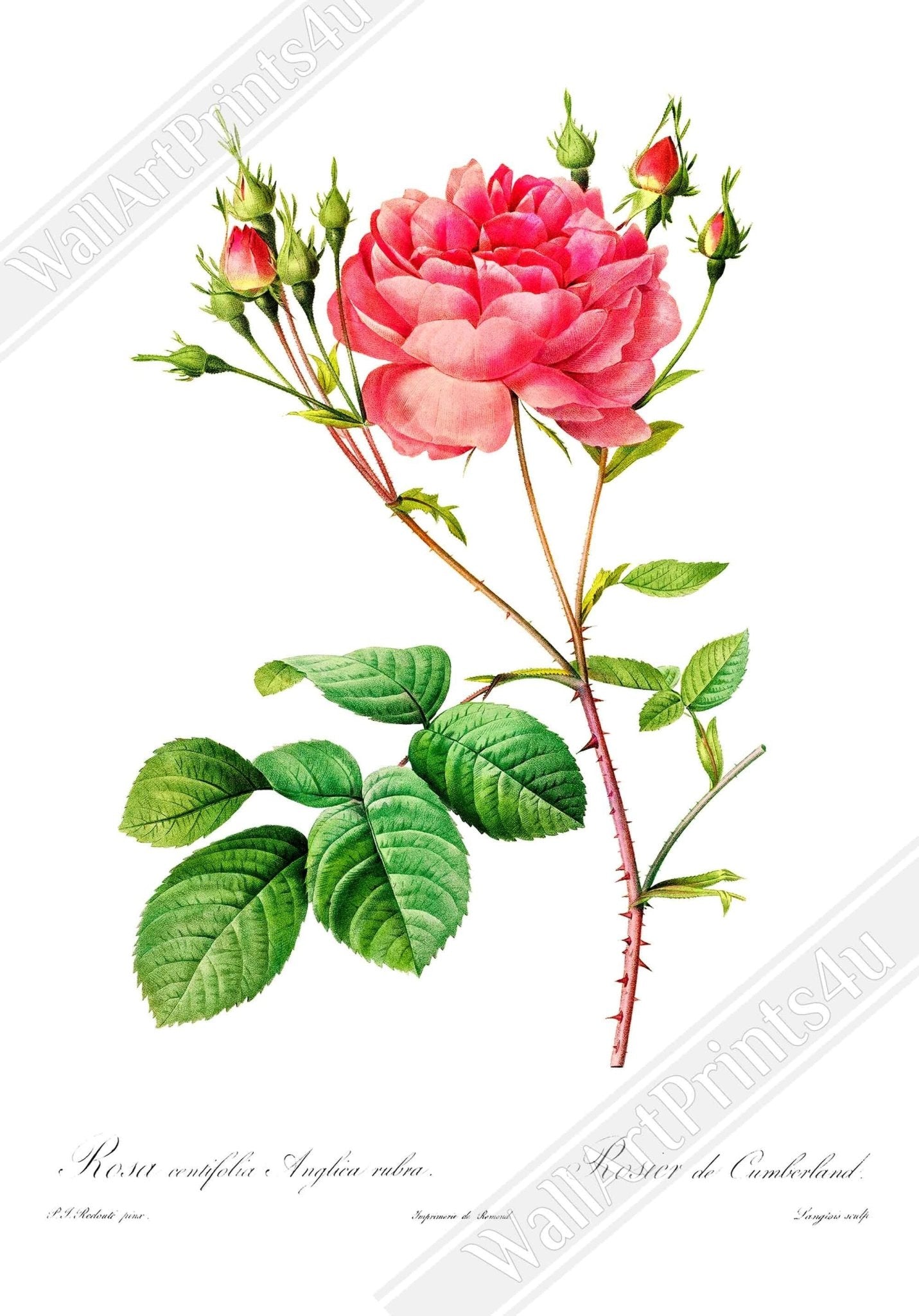 Vintage Rose Print - Flower Wall Art - Rosa Centifolia - Pierre Joseph Redoute Botanical Artist - WallArtPrints4U