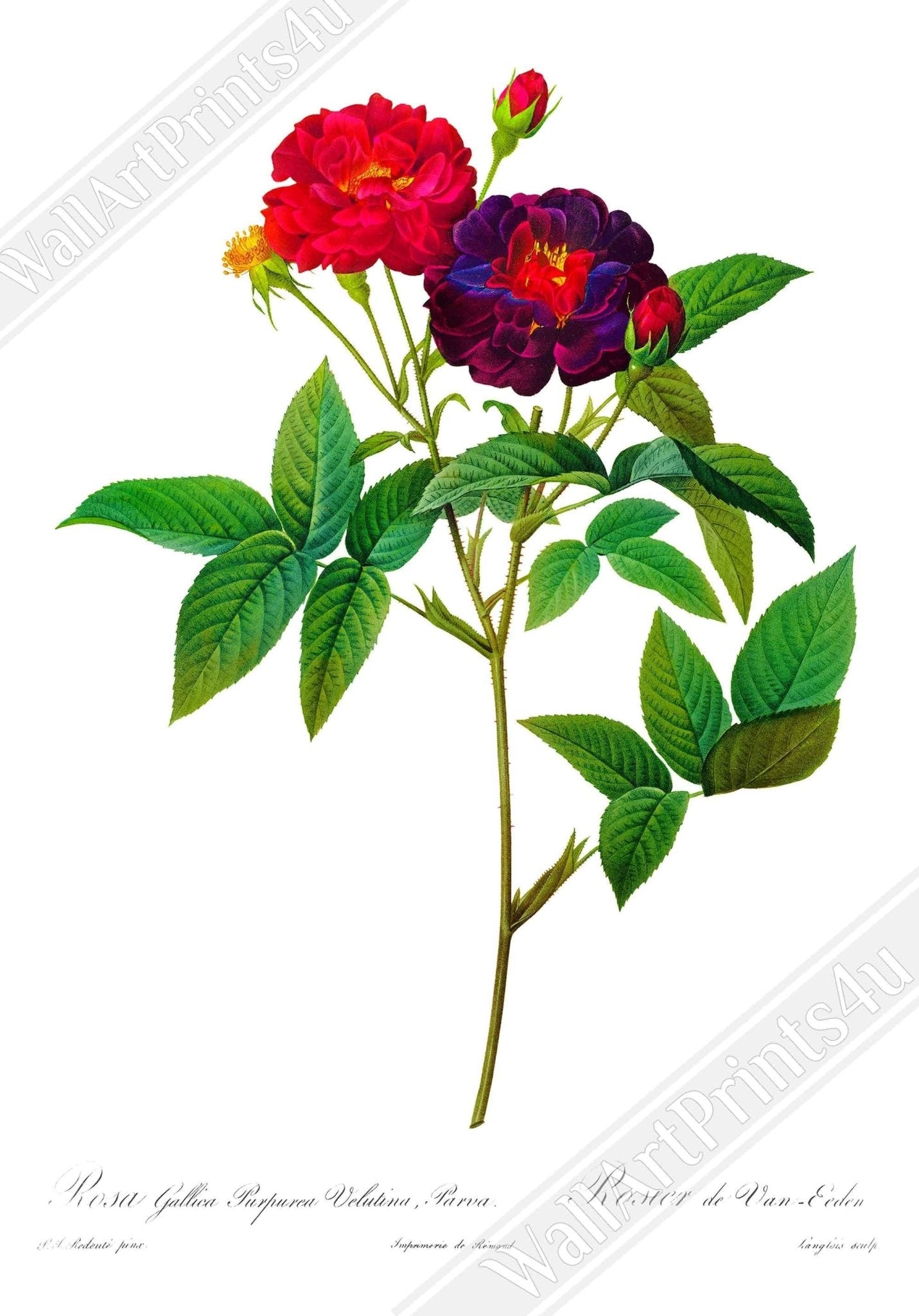 Vintage Rose Print - Flower Wall Art - Rosa Gallica Purpurea - Pierre Joseph Redoute Botanical Artist - WallArtPrints4U