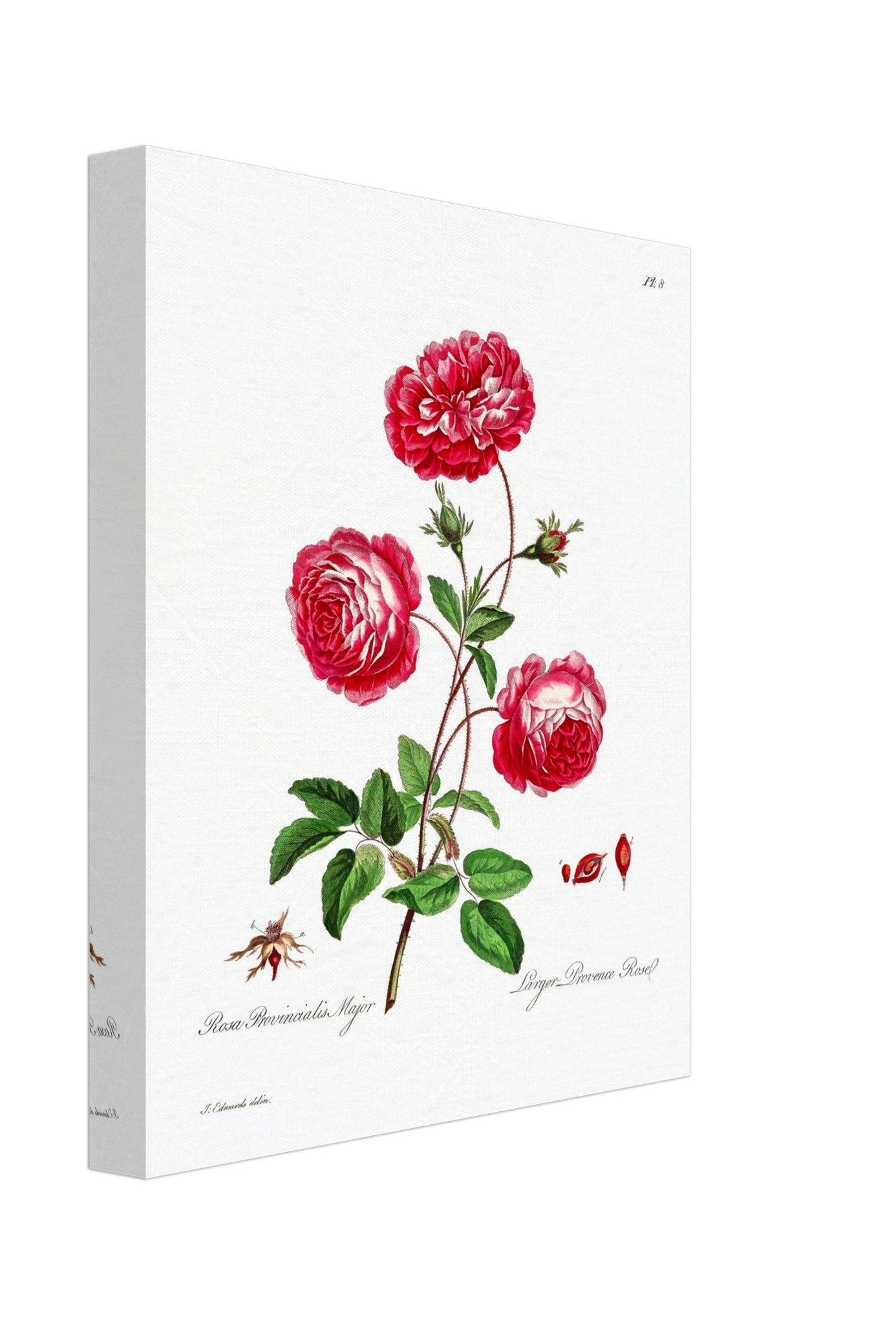 Vintage Rose Provence Canvas - Flower Wall Art - John Edwards 1742 - 1815 - WallArtPrints4U