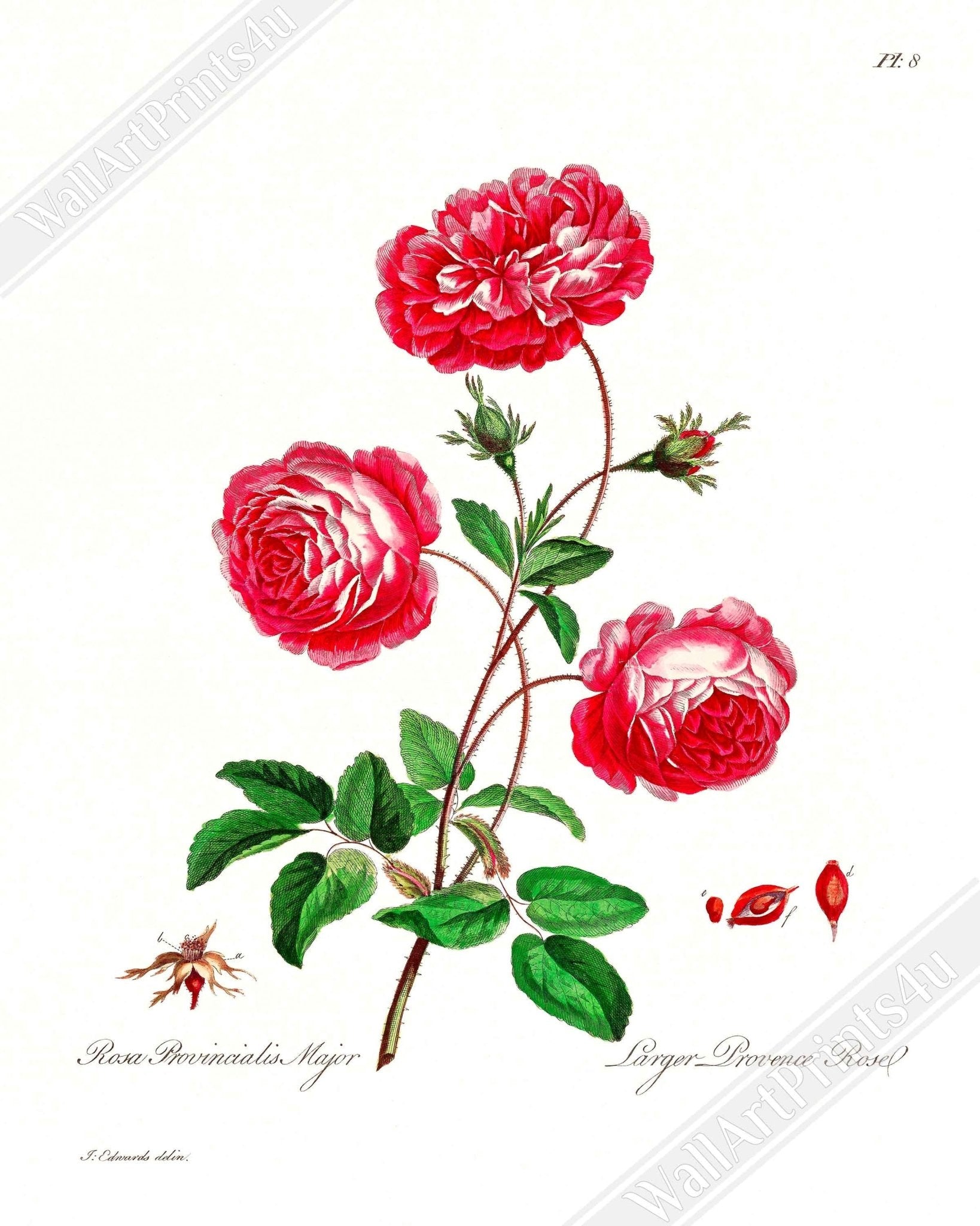 Vintage Rose Provence Framed - Flower Wall Art - John Edwards 1742 - 1815 - WallArtPrints4U