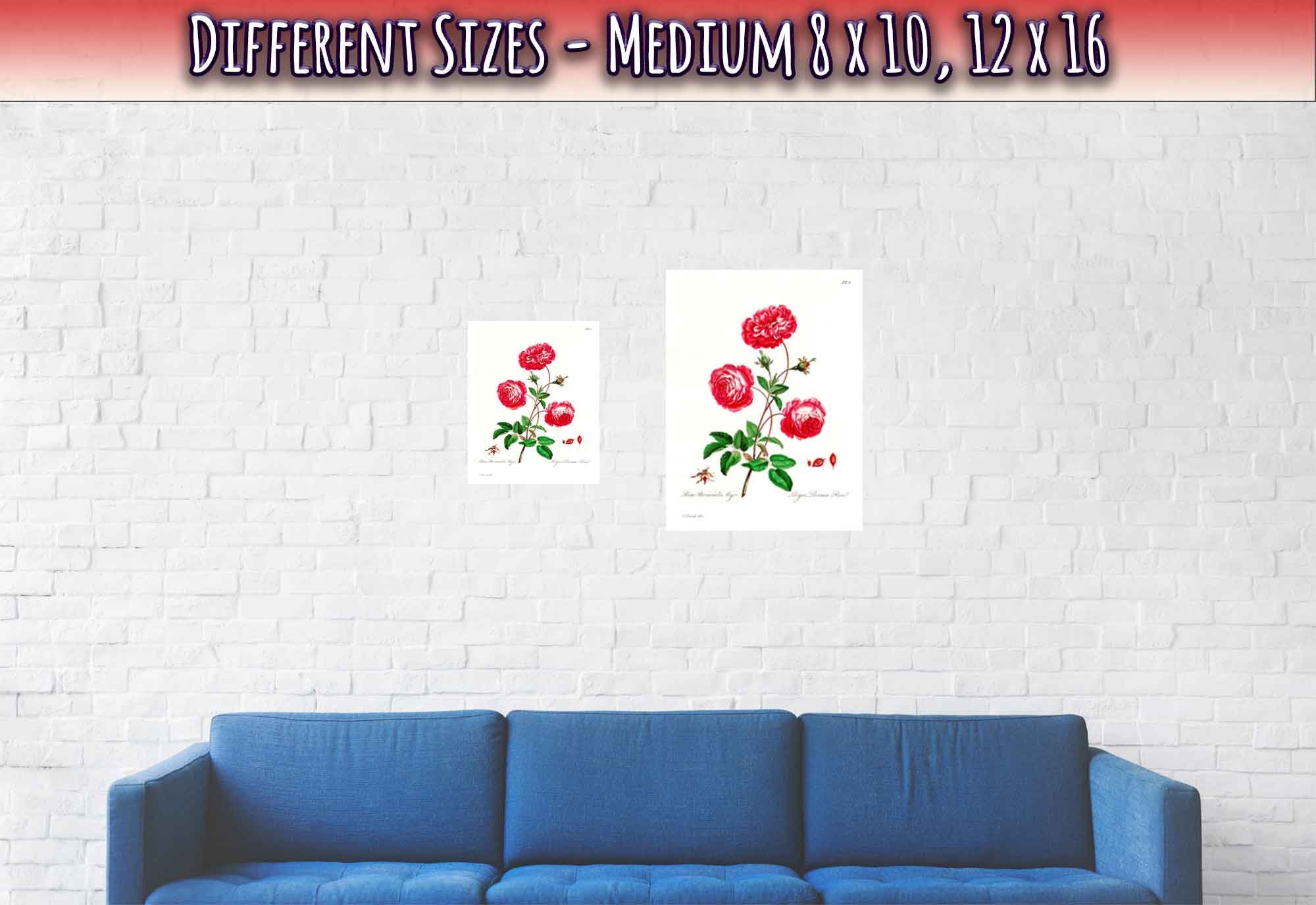 Vintage Rose Provence Poster - Flower Wall Art - John Edwards 1742 - 1815 - WallArtPrints4U