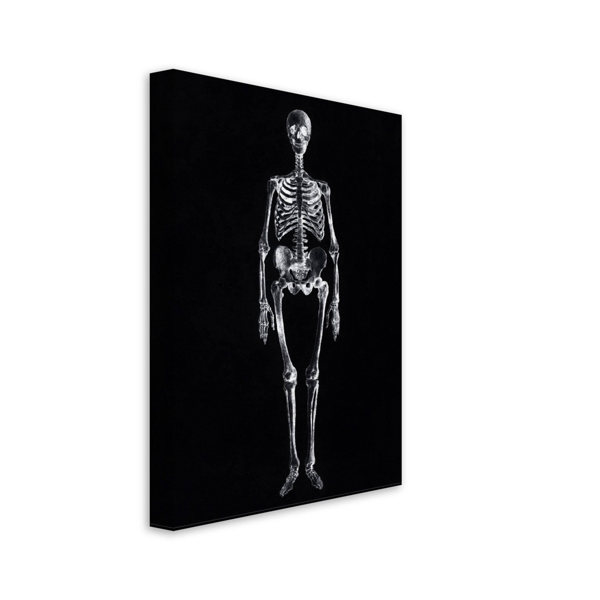 Vintage Skeleton Canvas Print - Human Skeleton Canvas - George Stubbs - WallArtPrints4U