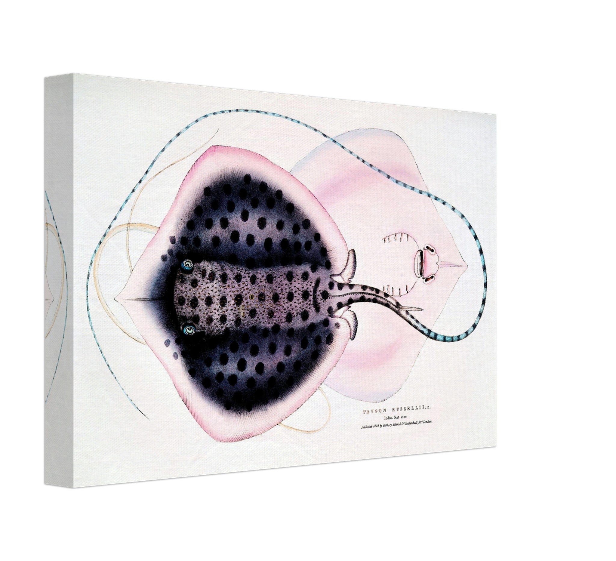 Vintage Stingray Canvas Print, John Gray , Vintage Stingray Canvas - Stingray Wall Art Canvas Print - WallArtPrints4U