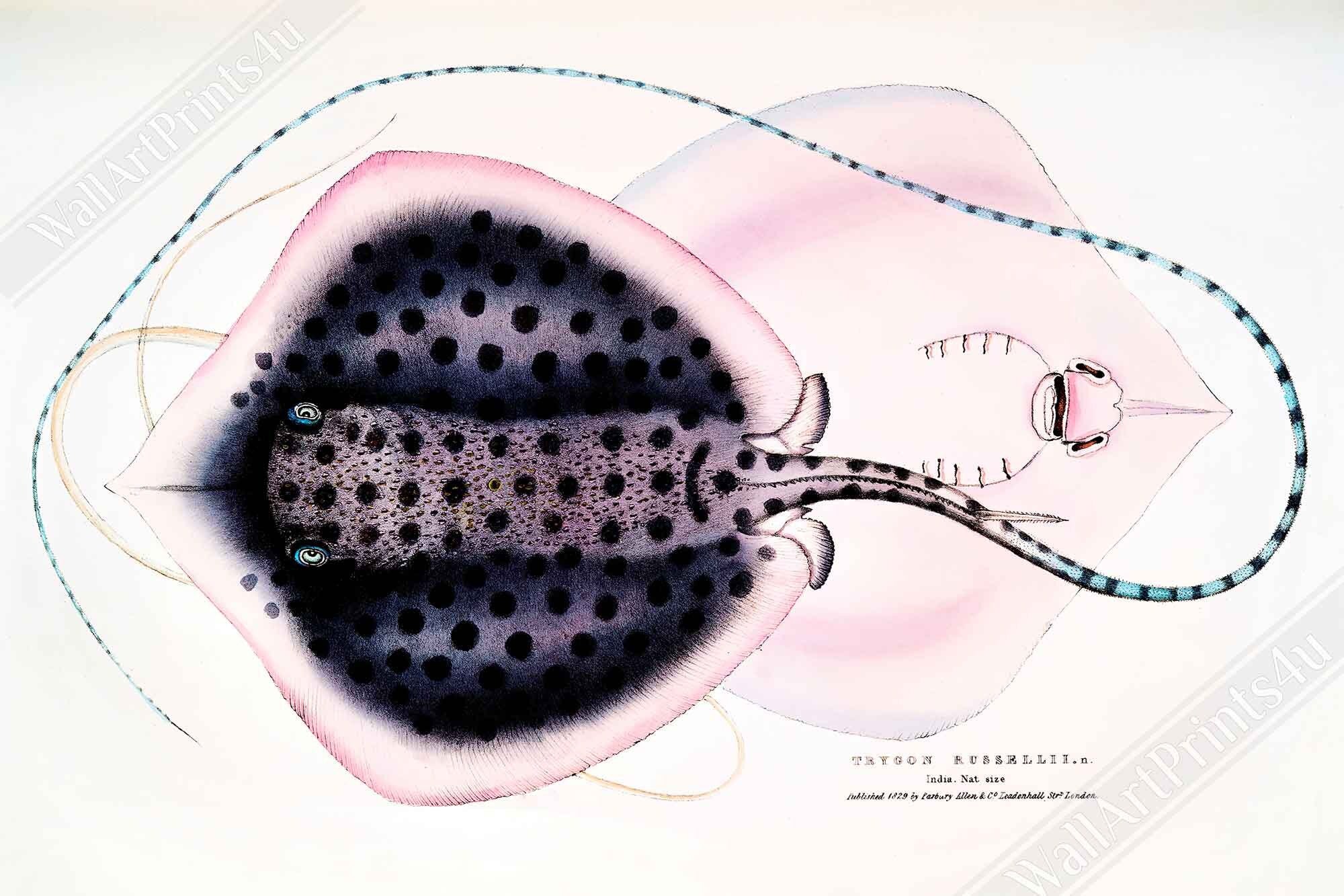 Vintage Stingray Print, John Gray , Vintage Stingray Poster - Stingray Wall Art Print - WallArtPrints4U