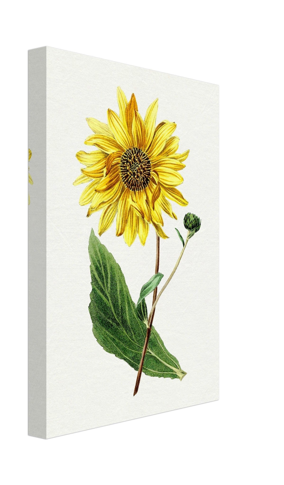 Vintage Sunflower Canvas, Hand Drawn Biodiversity Heritage Library - WallArtPrints4U