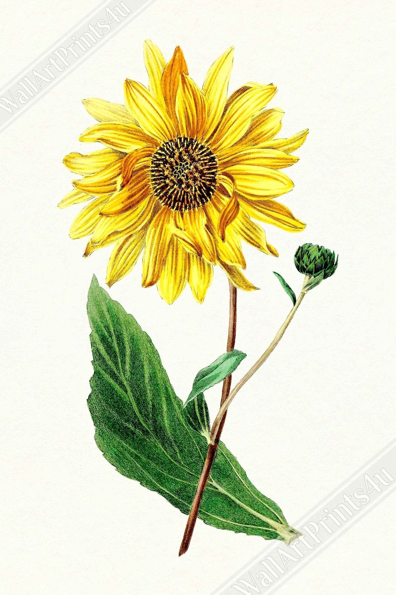 Vintage Sunflower Framed, Hand Drawn Biodiversity Heritage Library - WallArtPrints4U