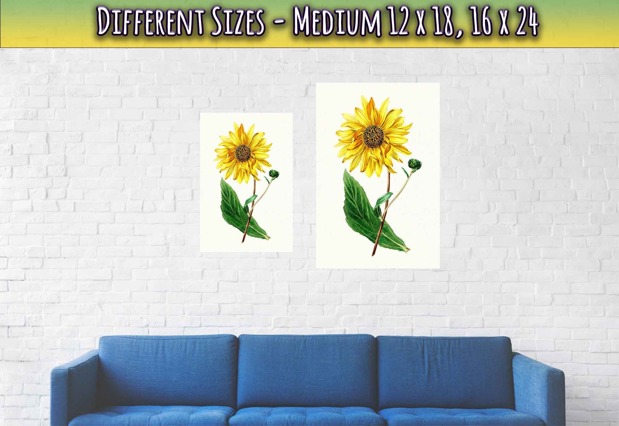 Vintage Sunflower Poster, Hand Drawn Biodiversity Heritage Library - WallArtPrints4U
