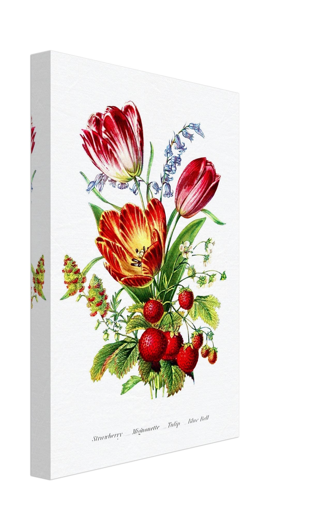 Vintage Tulip Canvas Print - Flower Wall Art - Robert Tyas The Language Of Flowers 1896 - WallArtPrints4U
