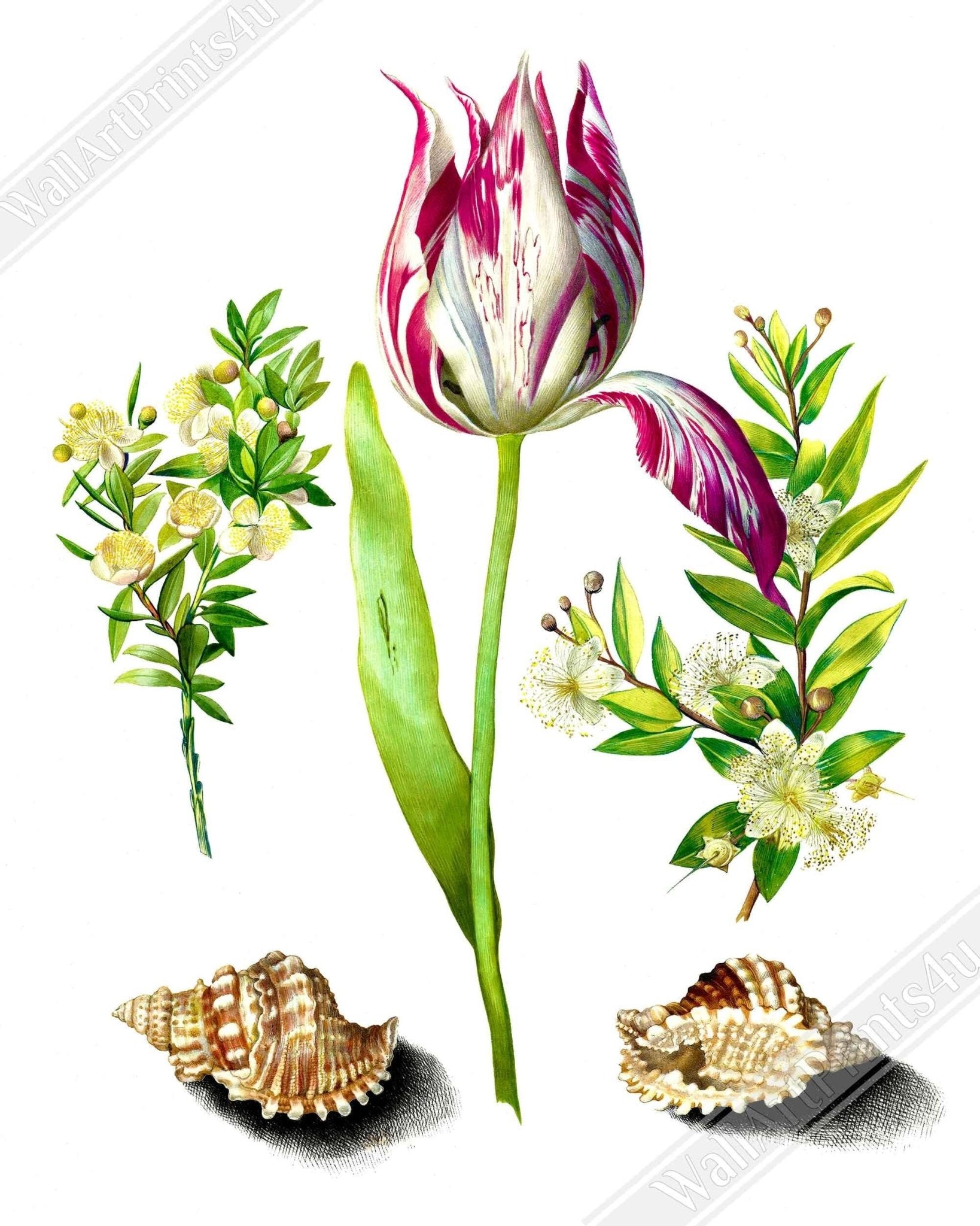 Vintage Tulip Print - Flower Wall Art - Maria Sibylla Merian Botanical Artist - WallArtPrints4U