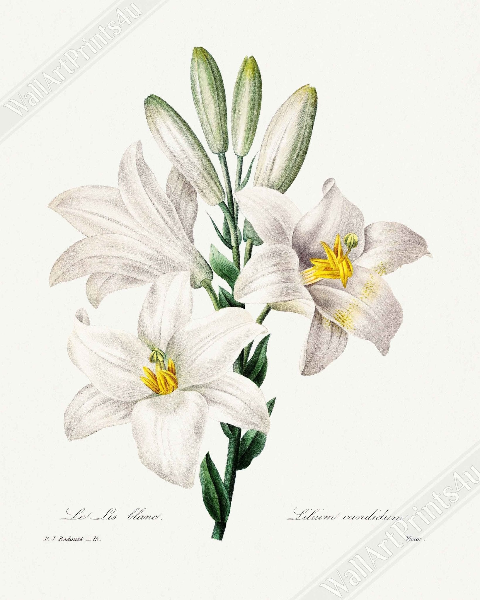 Vintage White Lily Framed - Flower Wall Art - Madonna Lily Pierre Joseph Redoute - WallArtPrints4U
