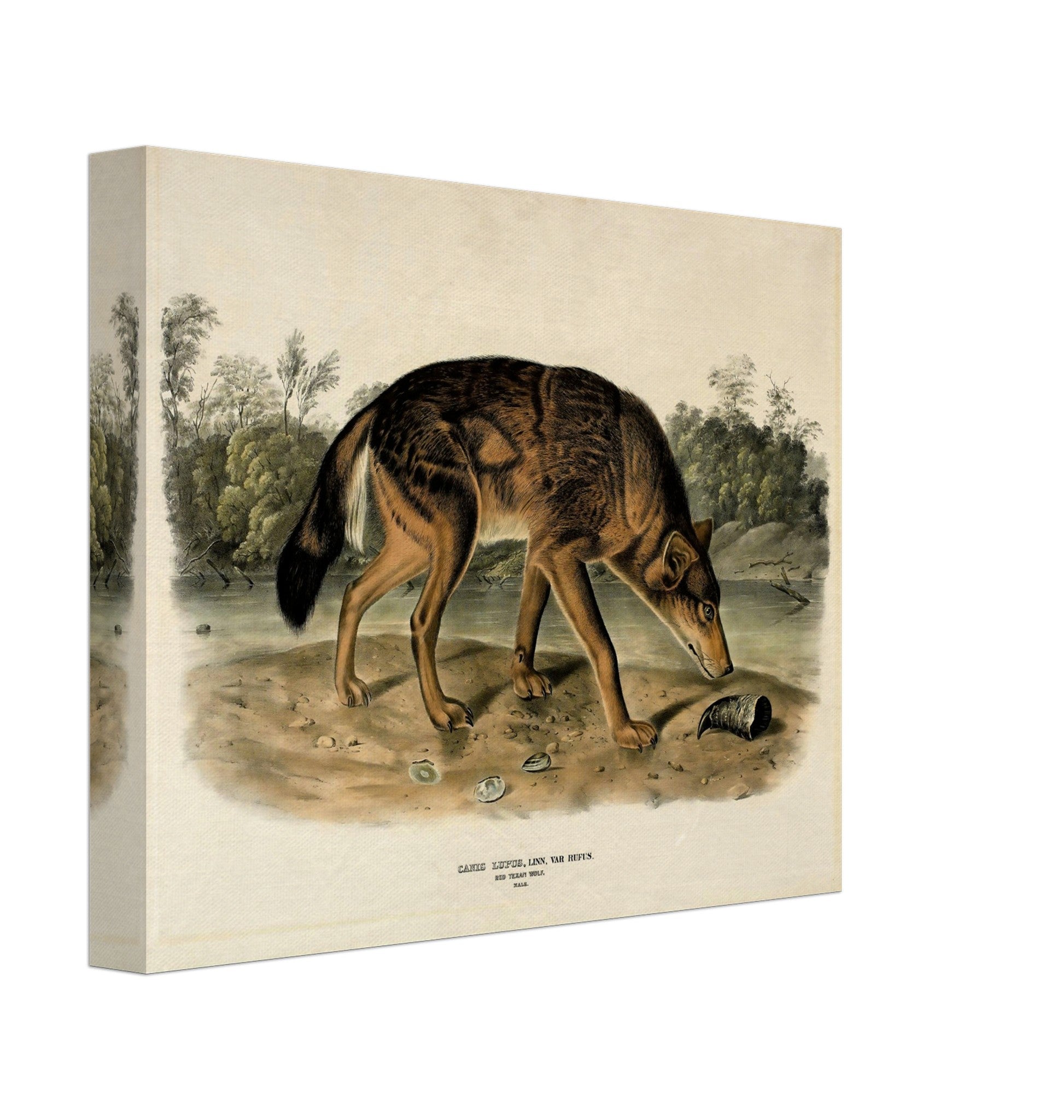 Vintage Wolf Canvas, John Woodhouse Audubon, Vintage Wolf Art - Vintage Wolf Canvas Print - WallArtPrints4U