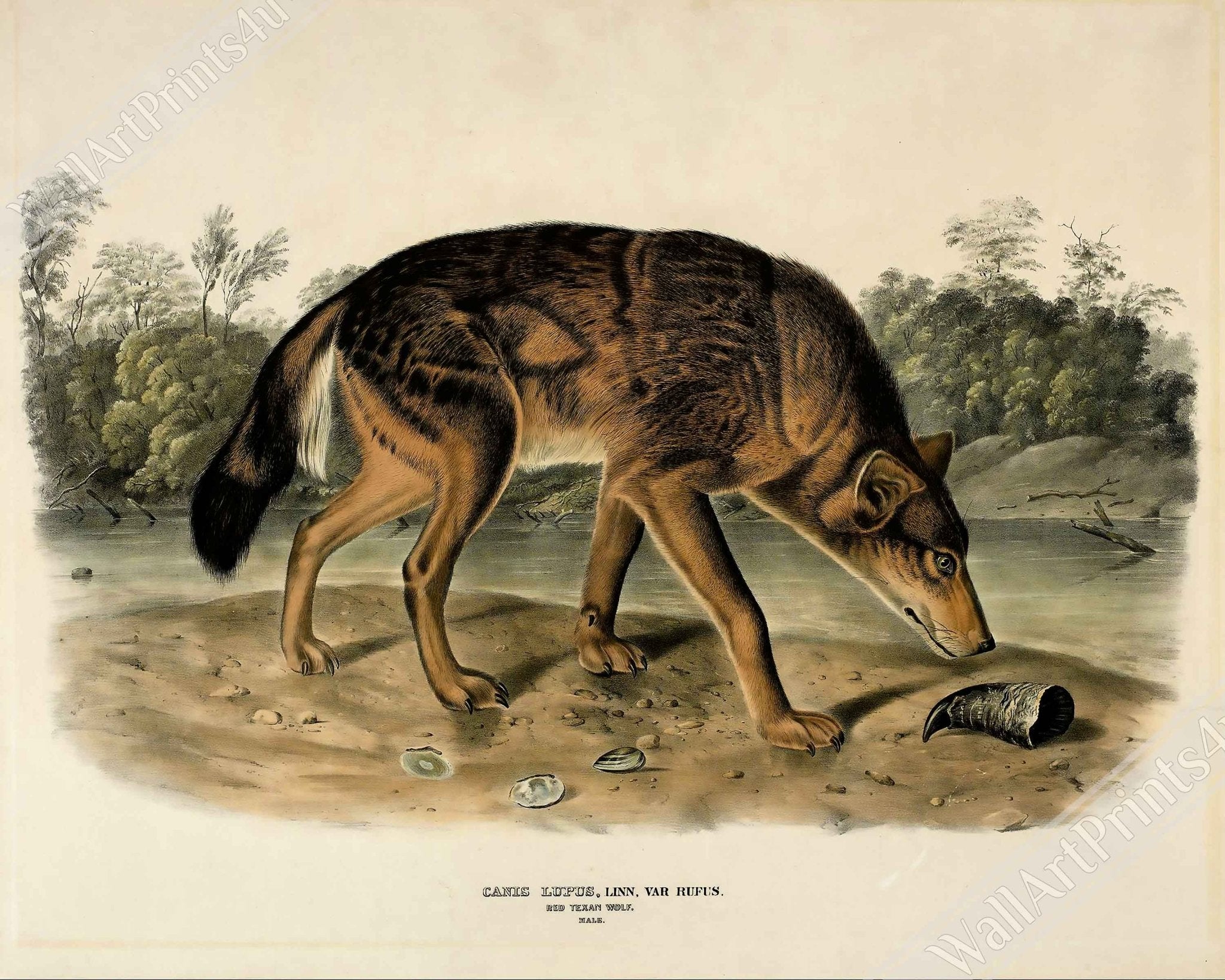 Vintage Wolf Framed, John Woodhouse Audubon, Vintage Wolf Art - Vintage Wolf Framed Print - WallArtPrints4U