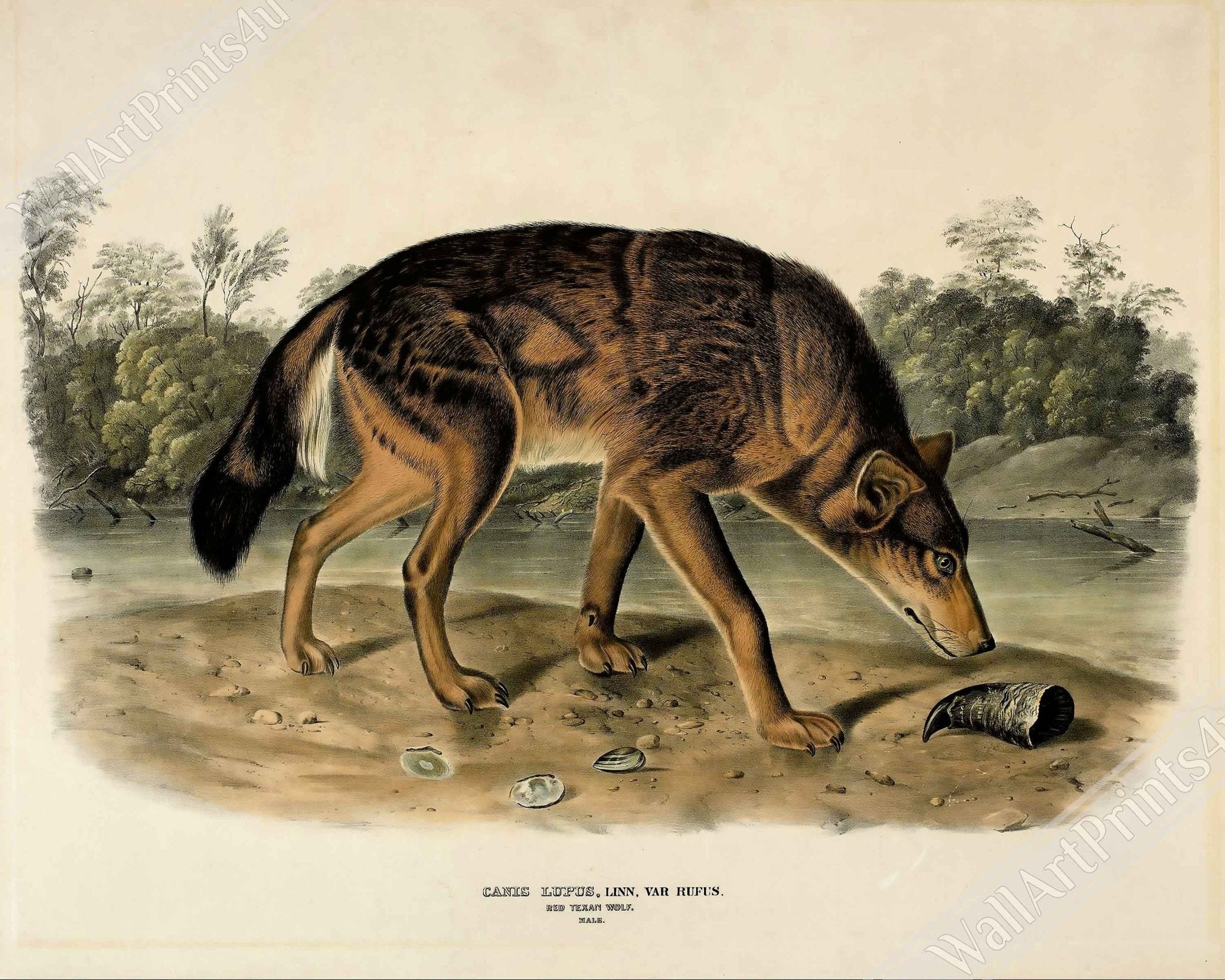 Vintage Wolf Poster, John Woodhouse Audubon, Vintage Wolf Art - Vintage Wolf Print - WallArtPrints4U