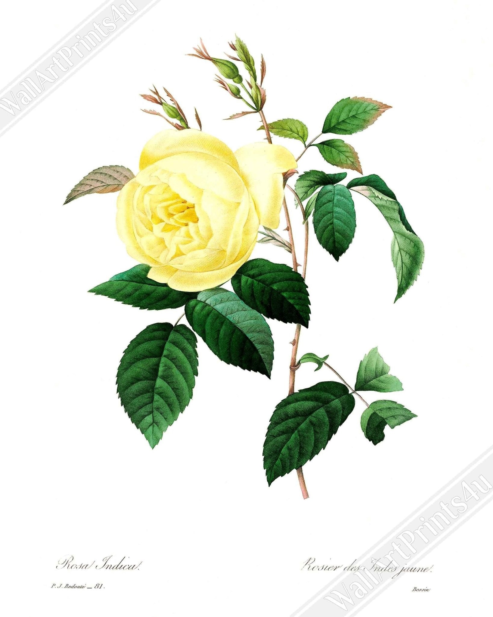Vintage Yellow Rose Print - Flower Wall Art - Pierre Joseph Redoute Botanical Artist - WallArtPrints4U