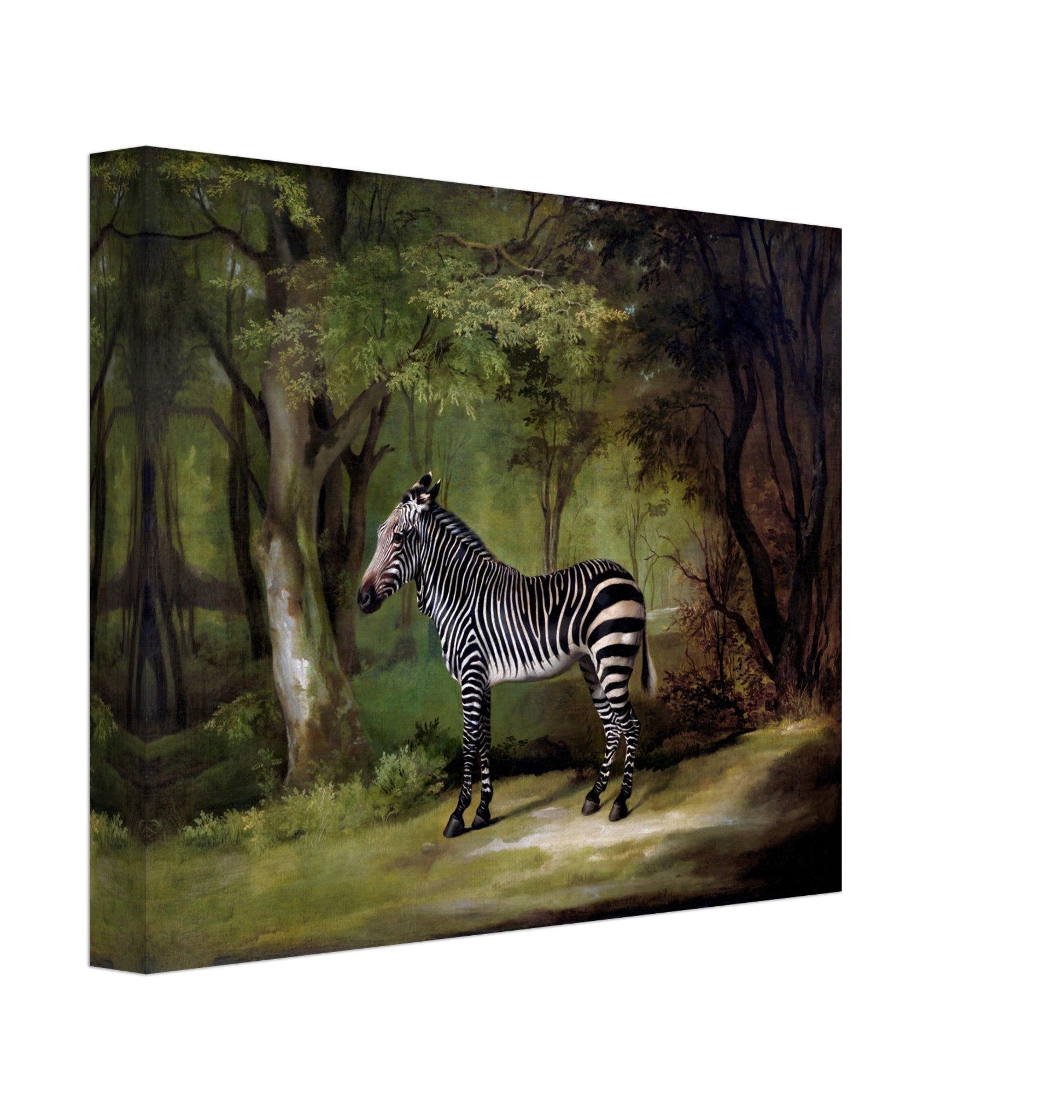 Zebra Canvas, Vintage Zebra Art - Vintage Zebra Canvas Print - WallArtPrints4U