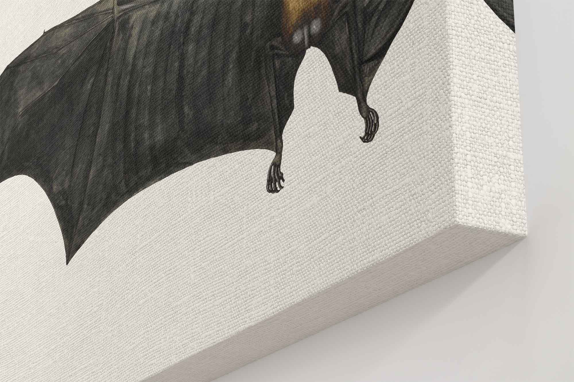 Fruit Bat Canvas, Vintage Indian Fruit Bat Art - Vintage Fruit Bat Canvas Print - WallArtPrints4U