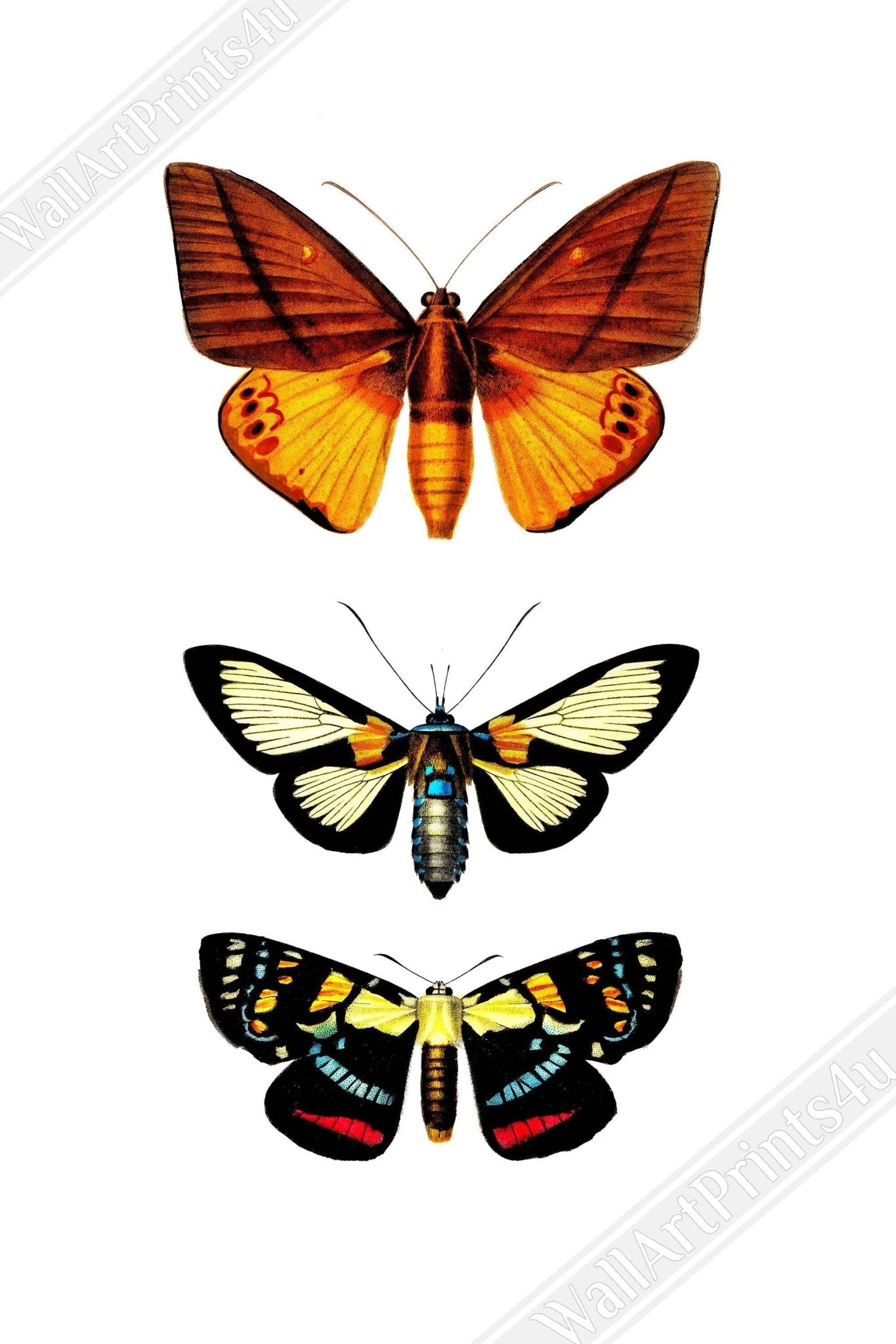 Butterfly Canvas, Set Of 3 Butterfly Species, Charles Dessalines, Vintage Wall Art Butterflies Canvas Print - WallArtPrints4U