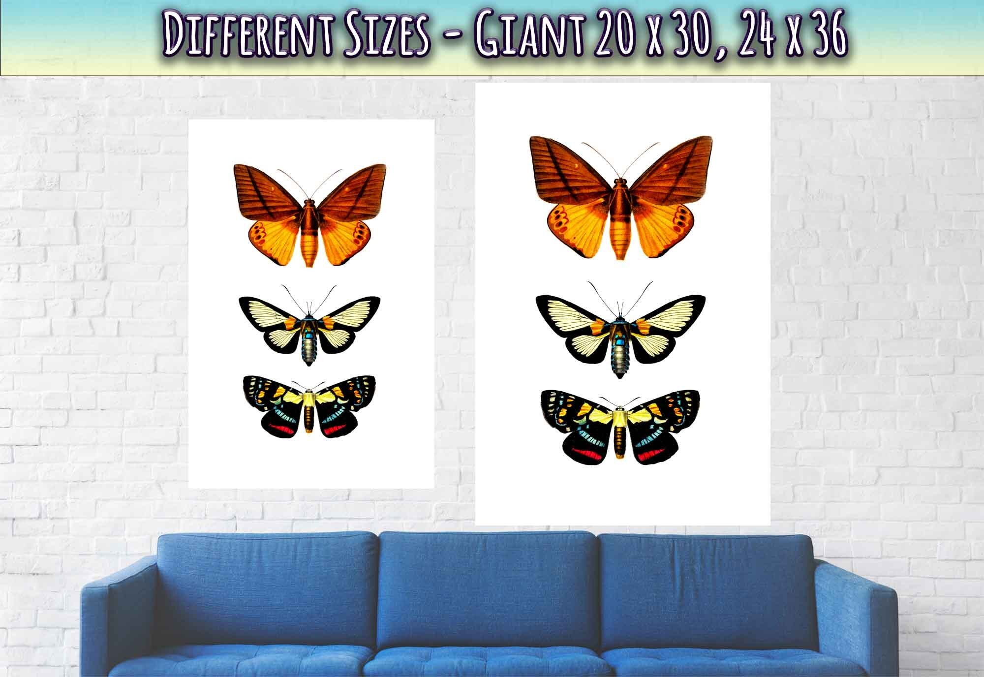 Butterfly Poster, Set Of 3 Butterfly Species, Charles Dessalines, Vintage Wall Art Butterflies Print - WallArtPrints4U