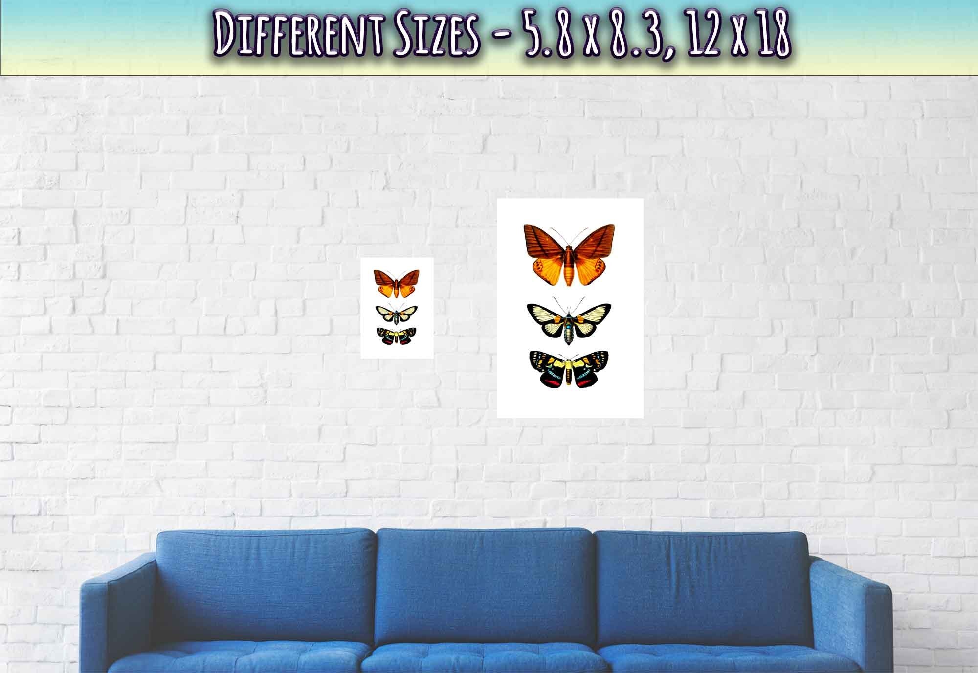 Butterfly Poster, Set Of 3 Butterfly Species, Charles Dessalines, Vintage Wall Art Butterflies Print - WallArtPrints4U