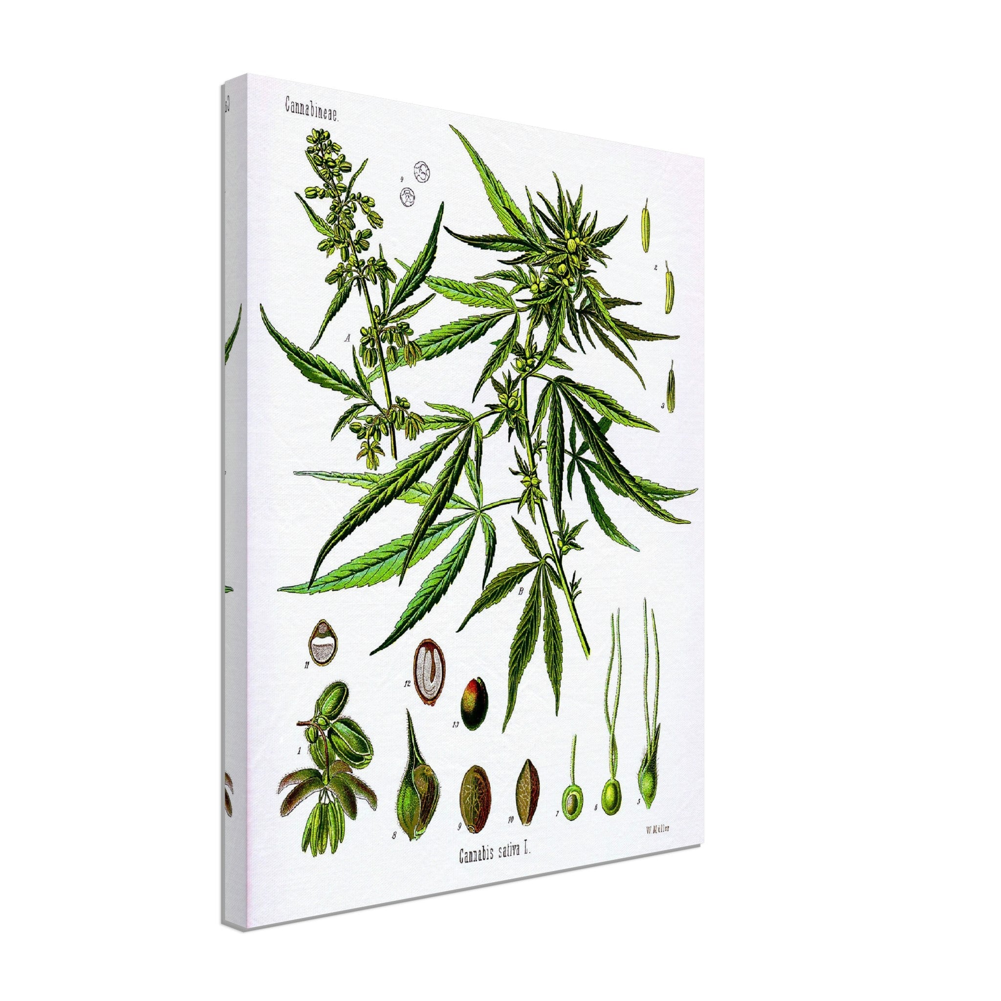 Cannabis Sativa Botanical Canvas, Marijuana Cannabis Sativa Botanical Canvas Print - WallArtPrints4U