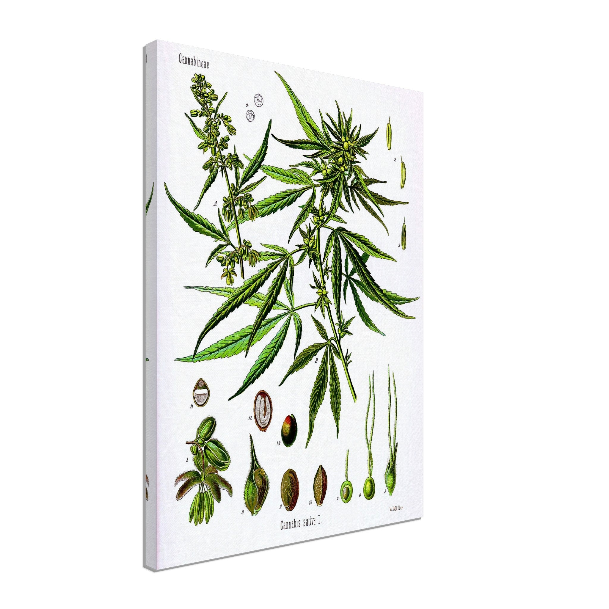 Cannabis Sativa Botanical Canvas, Marijuana Cannabis Sativa Botanical Canvas Print - WallArtPrints4U