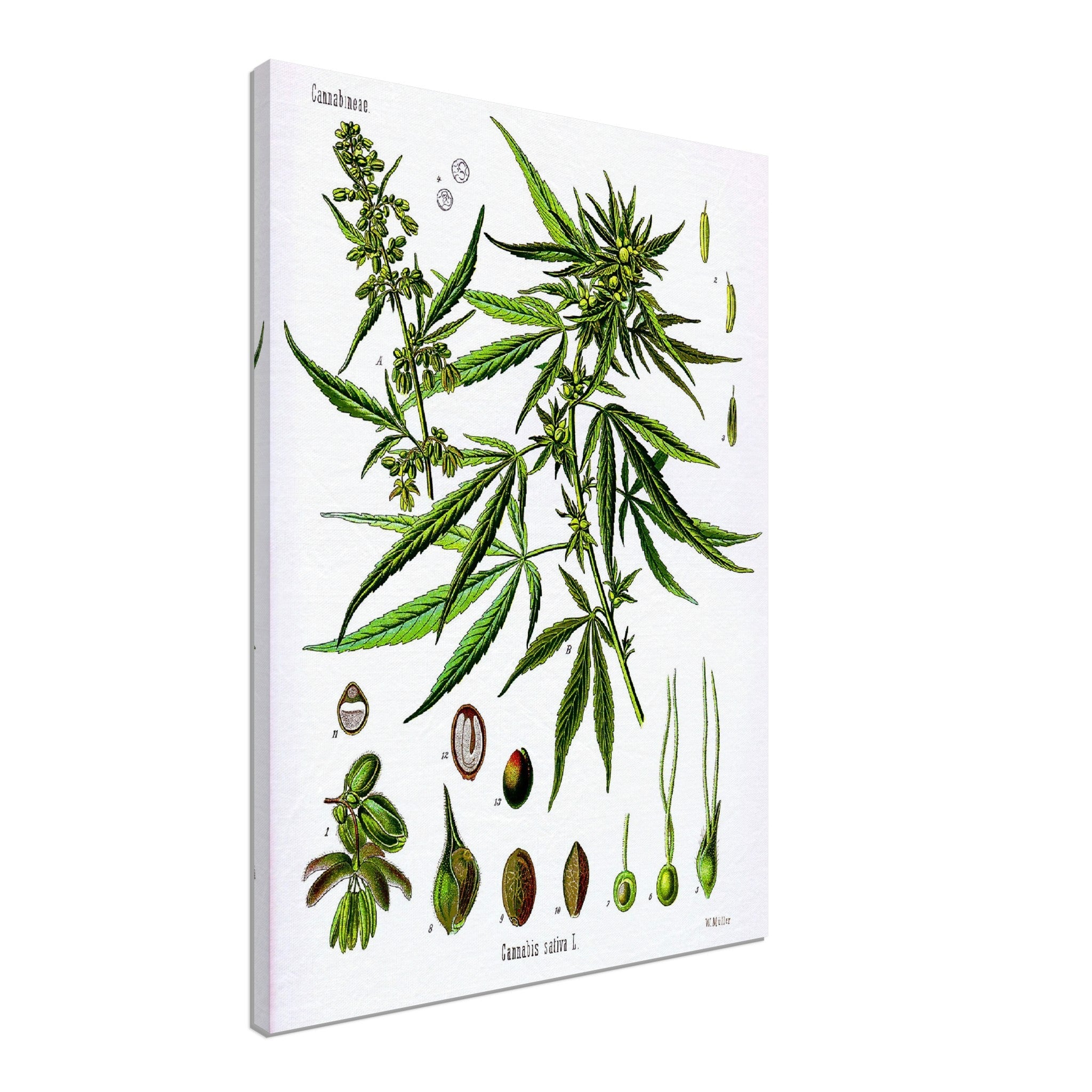 Cannabis Sativa Botanical Canvas, Marijuana Cannabis Sativa Botanical Canvas Print - WallArtPrints4U