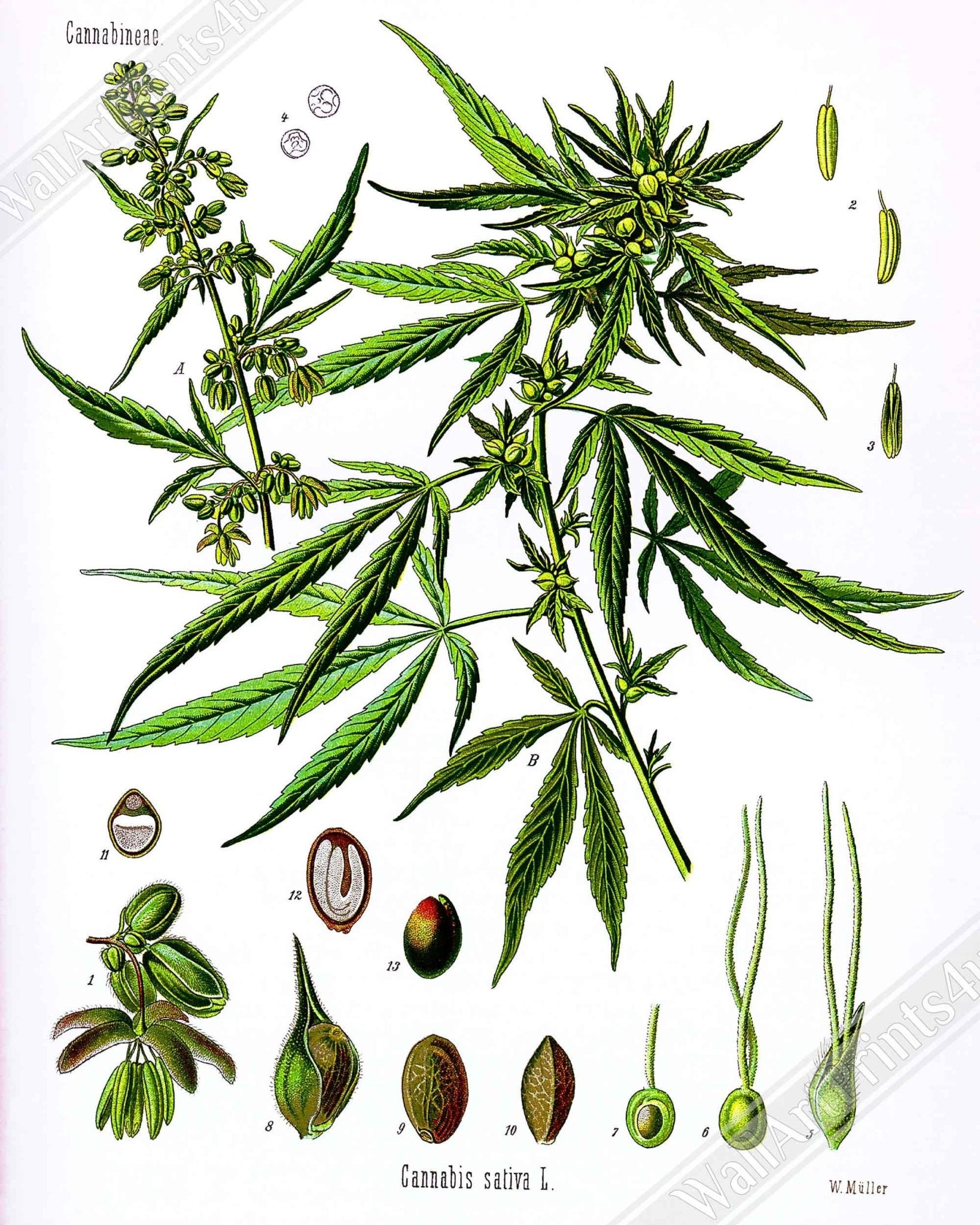 Cannabis Sativa Botanical Poster, Marijuana Cannabis Sativa Botanical Print - WallArtPrints4U