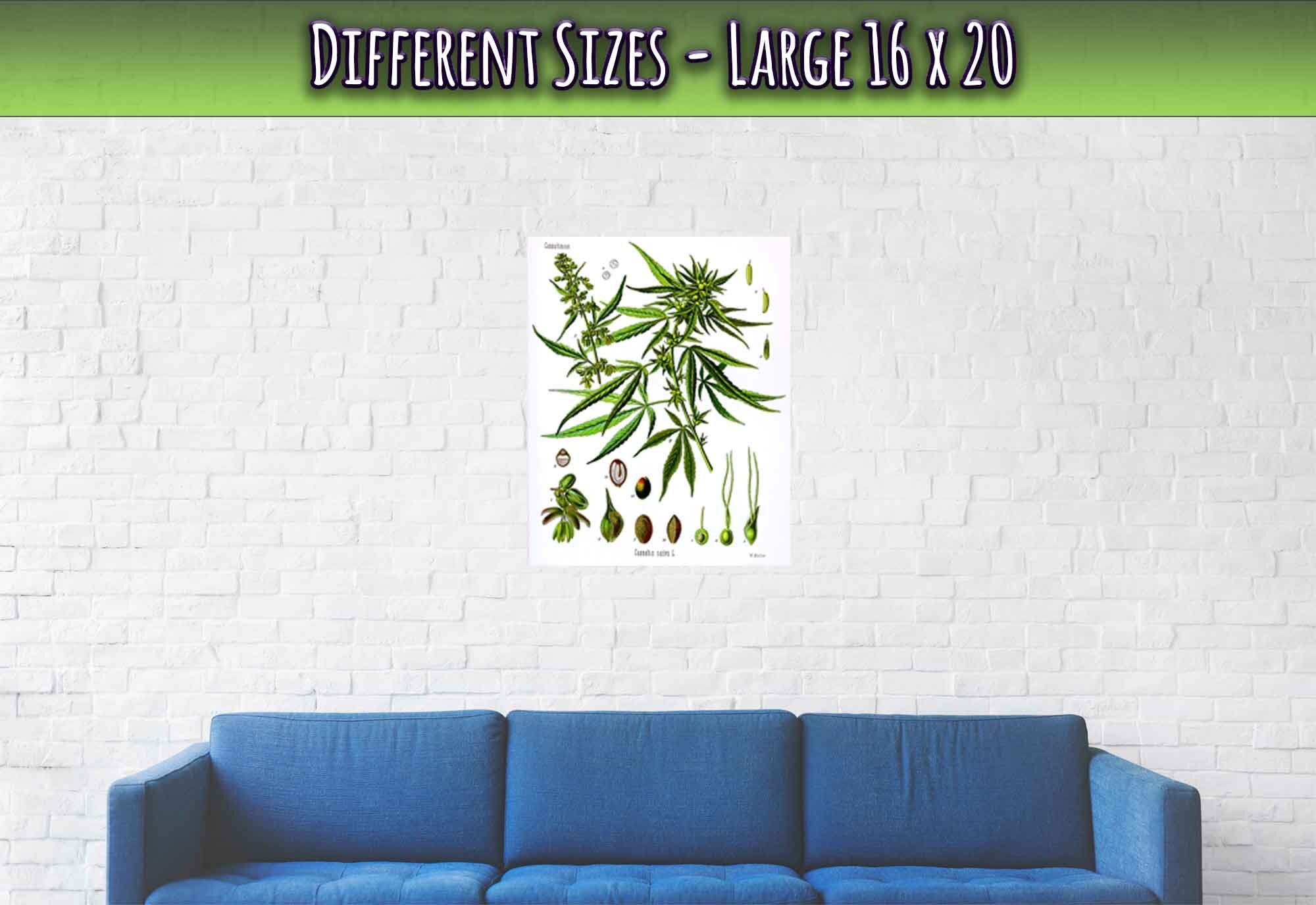 Cannabis Sativa Botanical Poster, Marijuana Cannabis Sativa Botanical Print - WallArtPrints4U