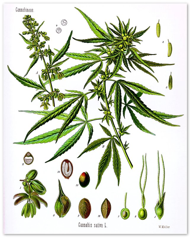 Cannabis Sativa Botanical Poster, Marijuana Cannabis Sativa Botanical Print - WallArtPrints4U