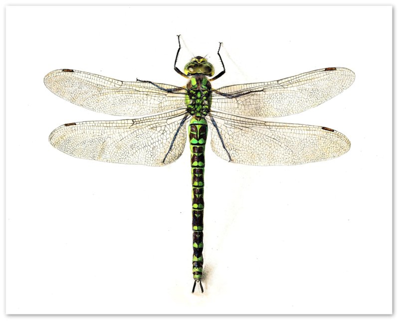 Dragonfly Poster, Giant Dragonfly Print, Vintage Dragonfly Painting 16th Century - WallArtPrints4U