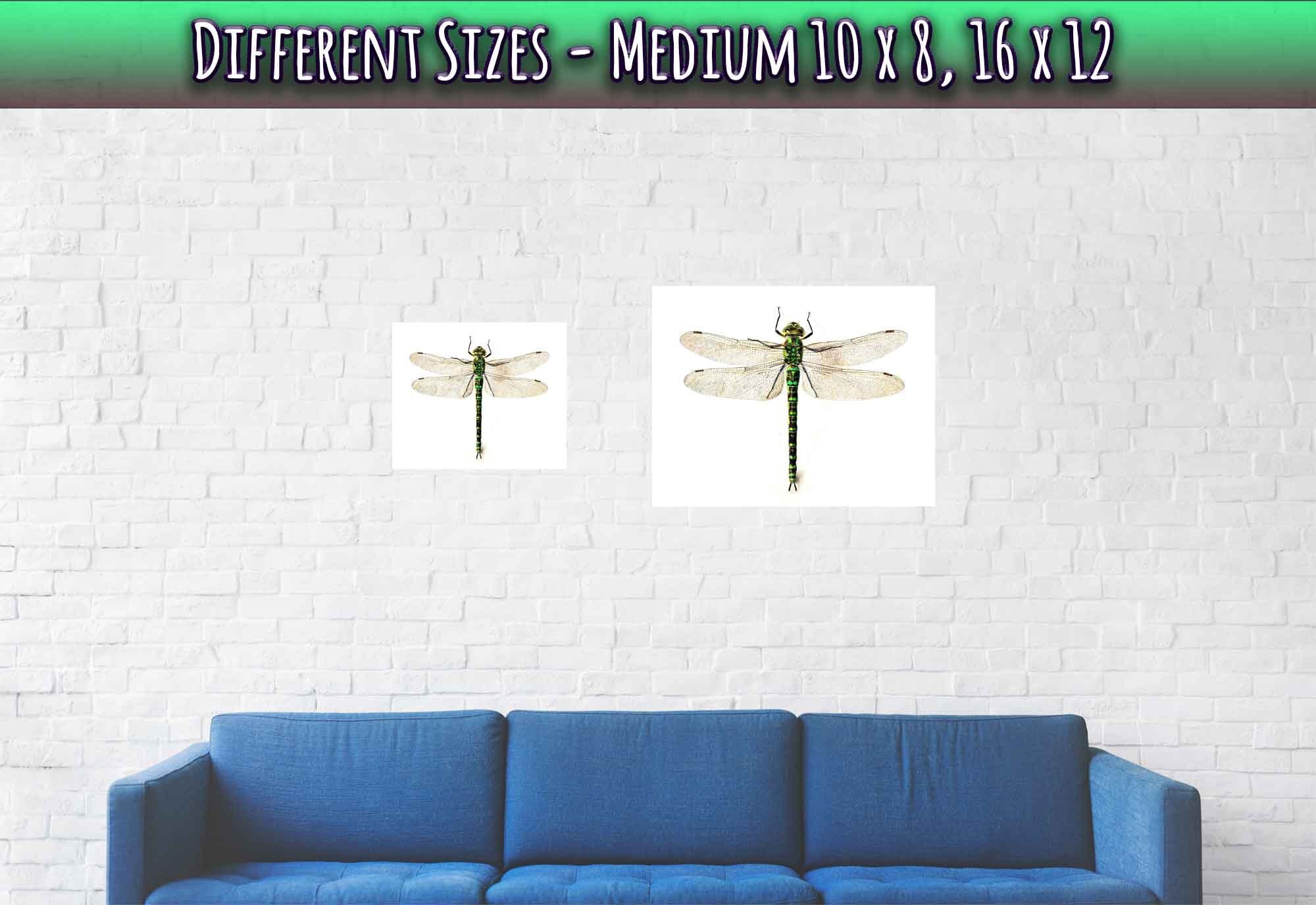 Dragonfly Poster, Giant Dragonfly Print, Vintage Dragonfly Painting 16th Century - WallArtPrints4U