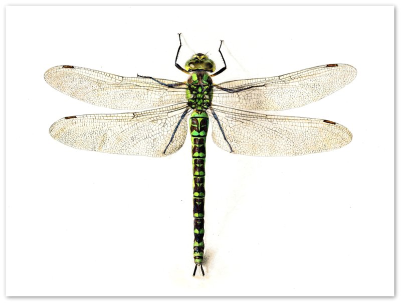 Dragonfly Poster, Giant Dragonfly Print, Vintage Dragonfly Painting 16th Century - WallArtPrints4U