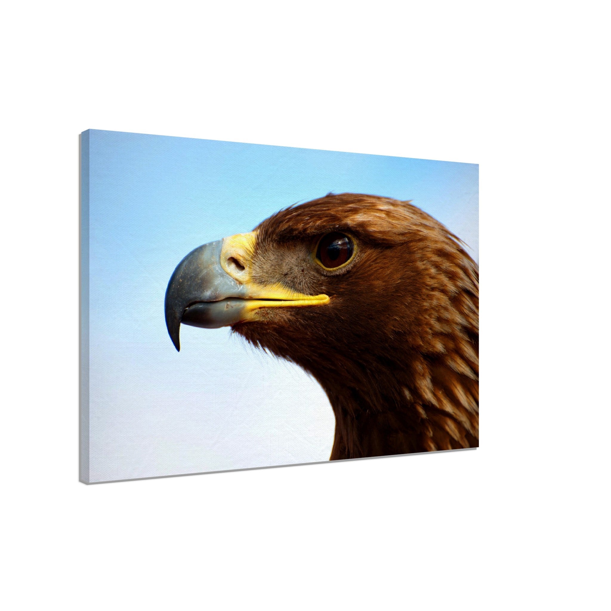 Eagle Canvas, Golden Eagle Canvas Print Bird Of Prey Canvas - WallArtPrints4U