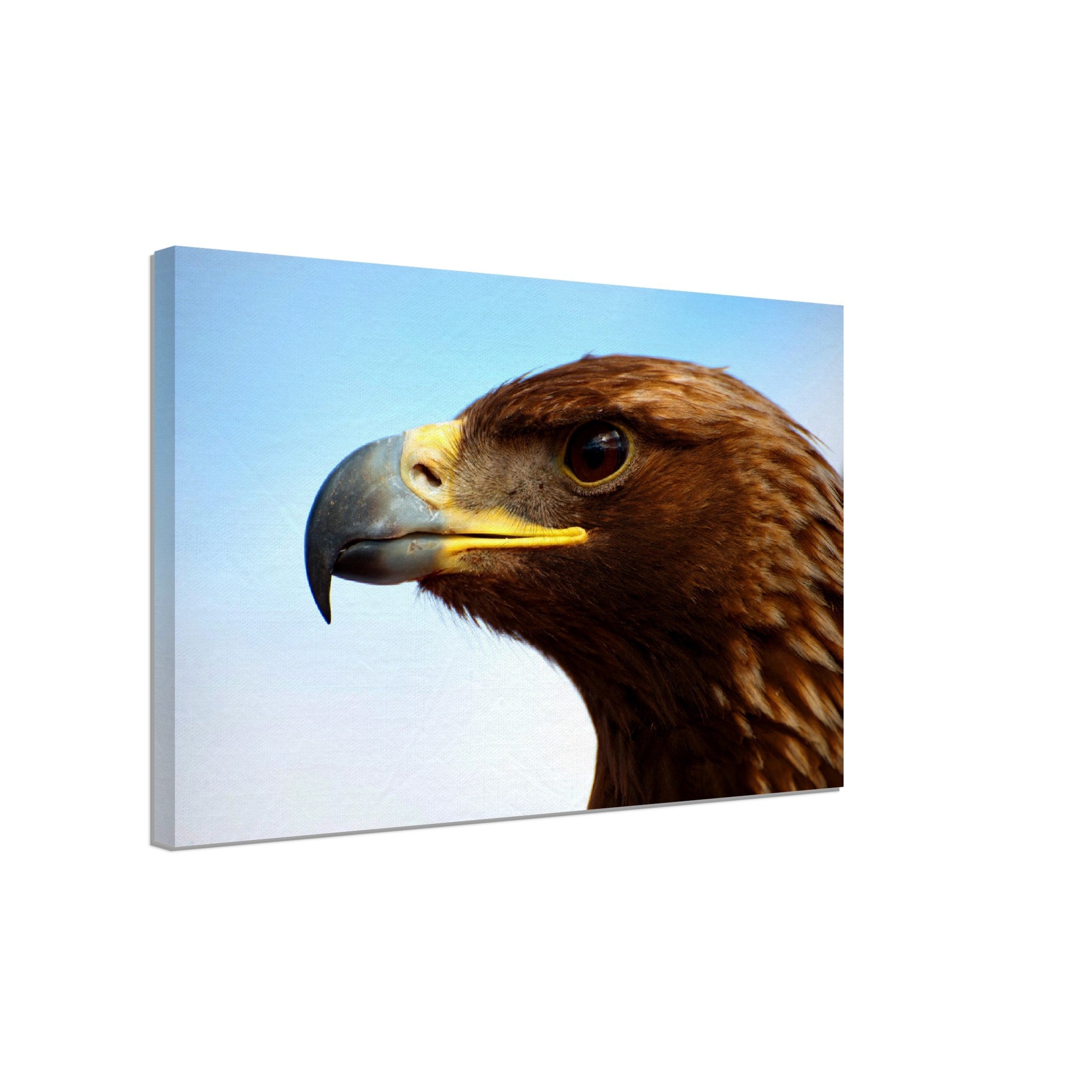 Eagle Canvas, Golden Eagle Canvas Print Bird Of Prey Canvas - WallArtPrints4U