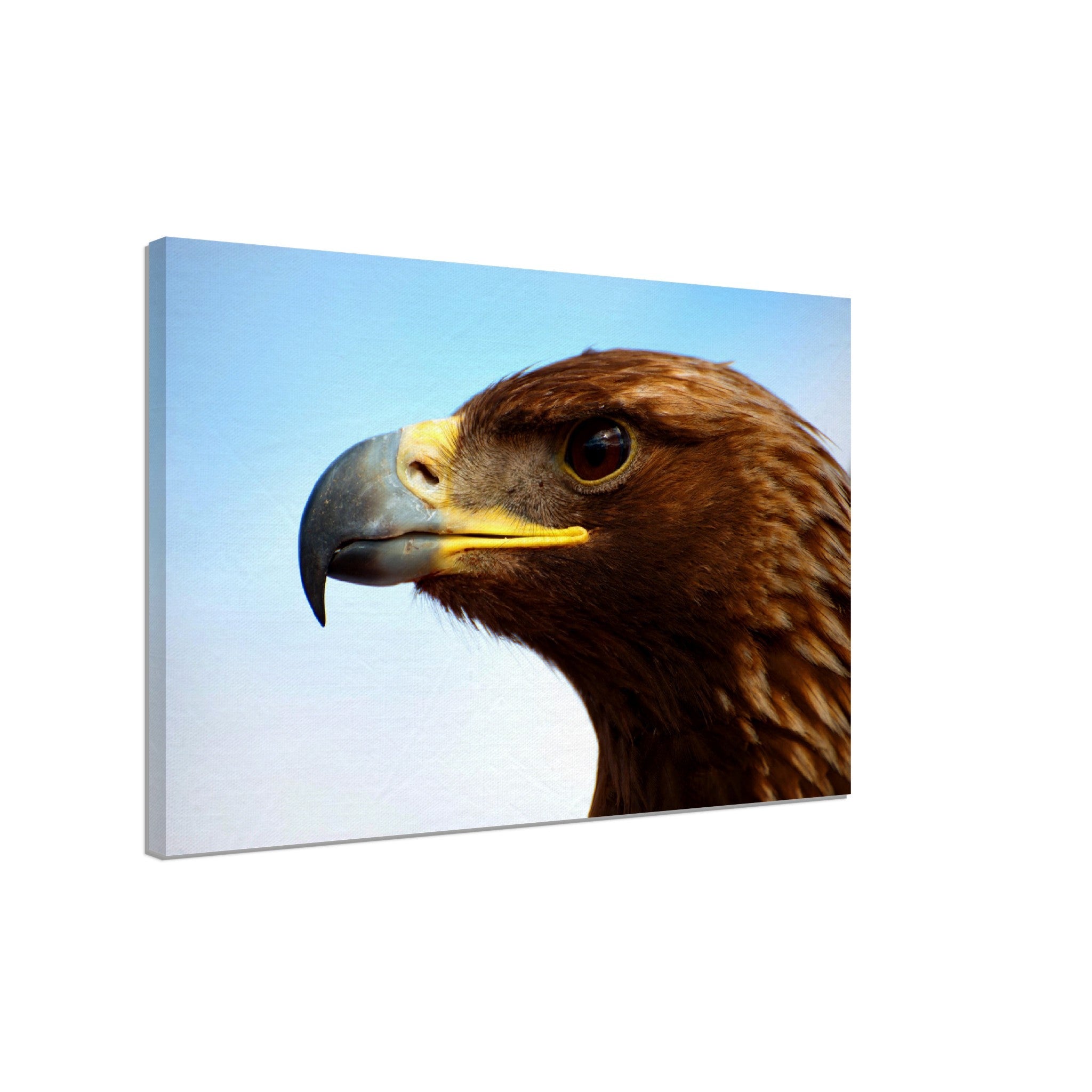 Eagle Canvas, Golden Eagle Canvas Print Bird Of Prey Canvas - WallArtPrints4U