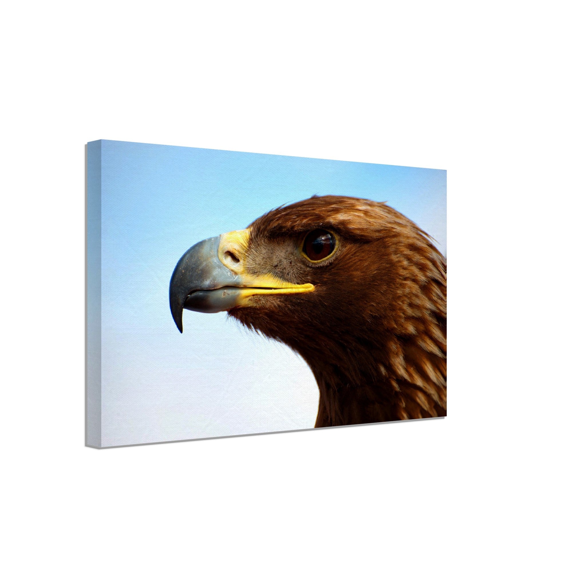 Eagle Canvas, Golden Eagle Canvas Print Bird Of Prey Canvas - WallArtPrints4U