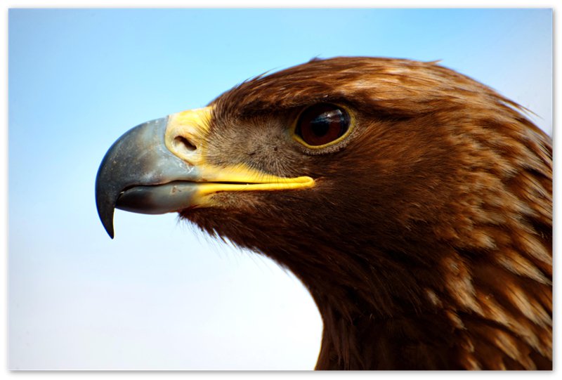 Eagle Poster, Golden Eagle Print Bird Of Prey Poster - WallArtPrints4U