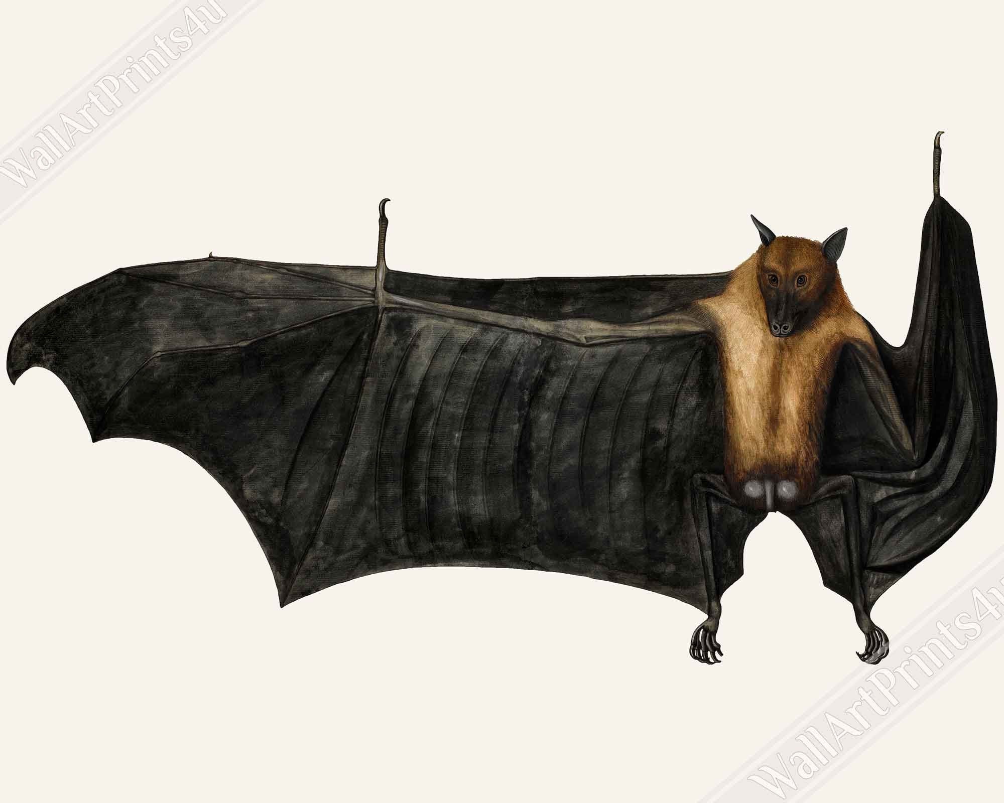 Fruit Bat Canvas, Vintage Indian Fruit Bat Art - Vintage Fruit Bat Canvas Print - WallArtPrints4U