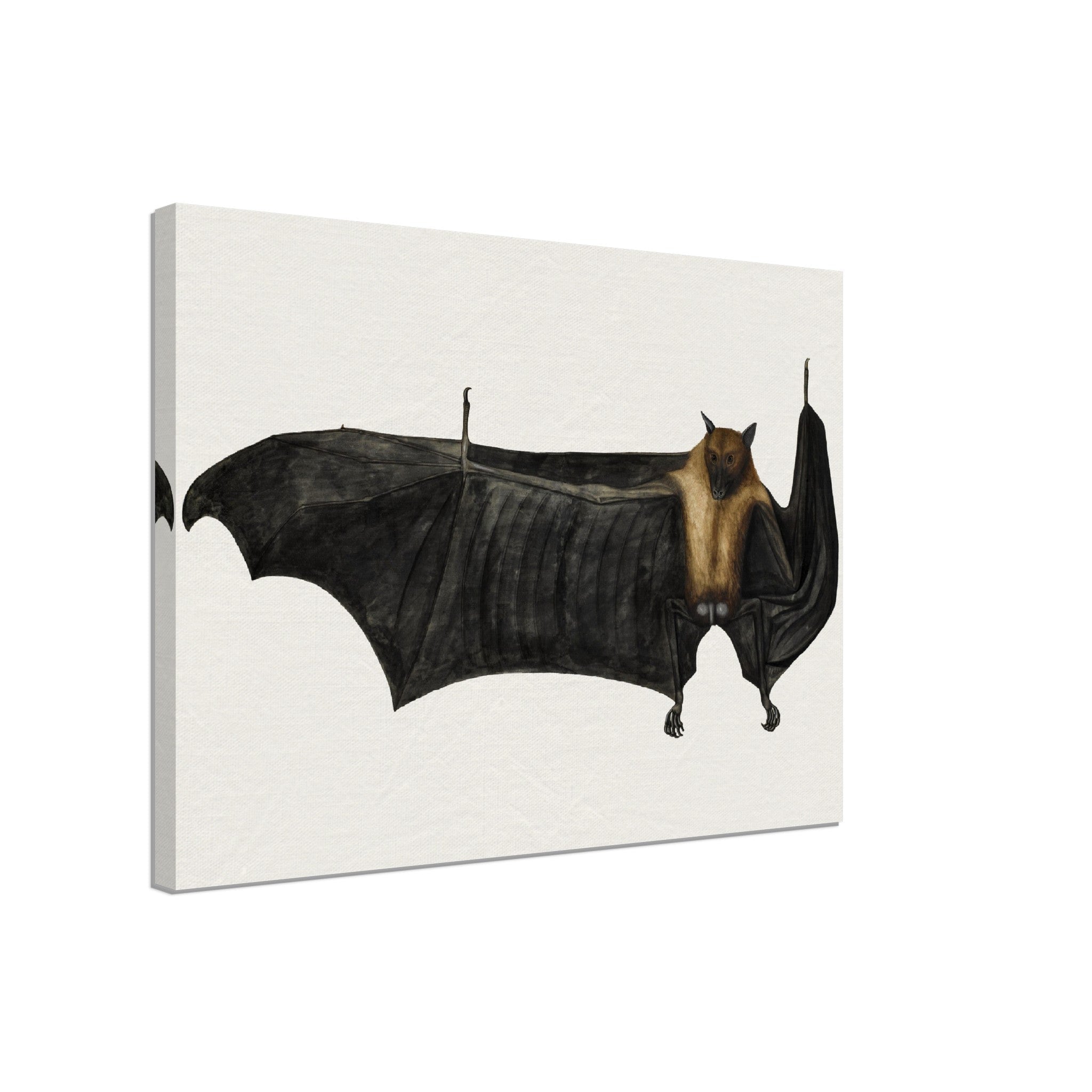 Fruit Bat Canvas, Vintage Indian Fruit Bat Art - Vintage Fruit Bat Canvas Print - WallArtPrints4U