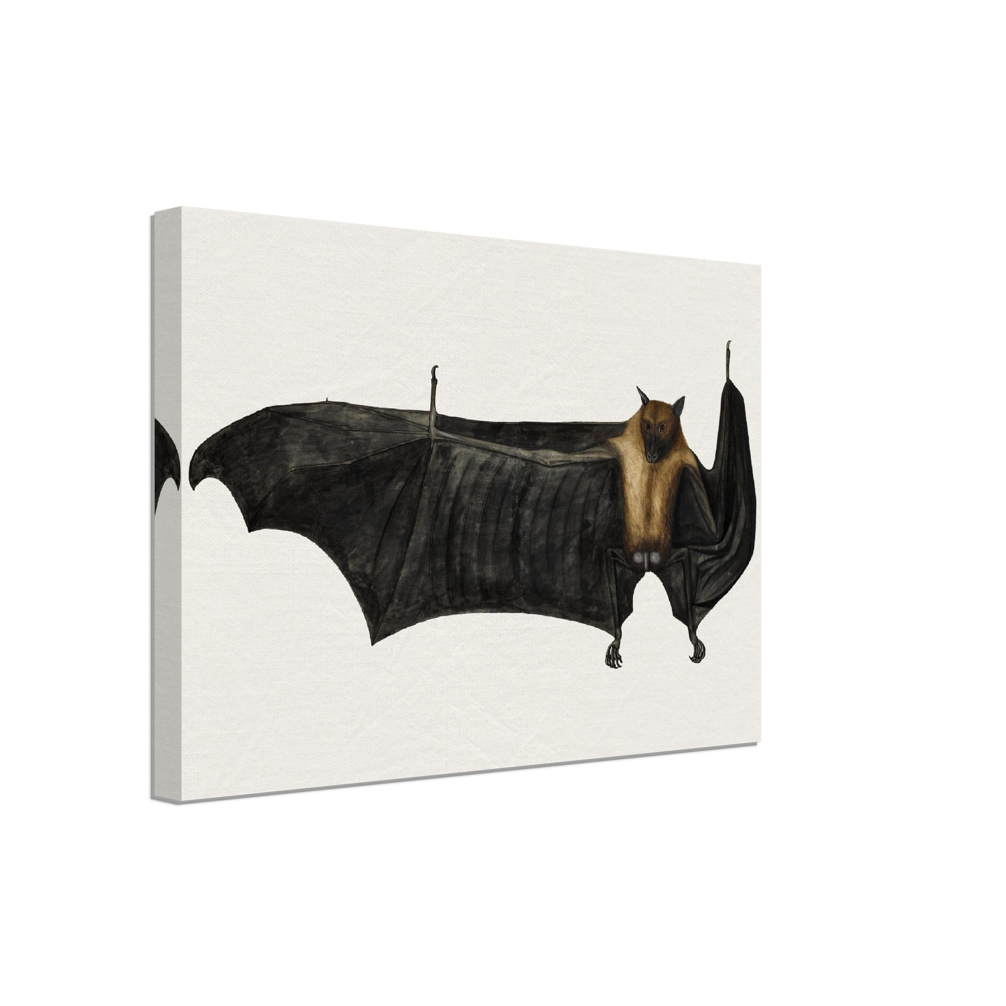 Fruit Bat Canvas, Vintage Indian Fruit Bat Art - Vintage Fruit Bat Canvas Print - WallArtPrints4U