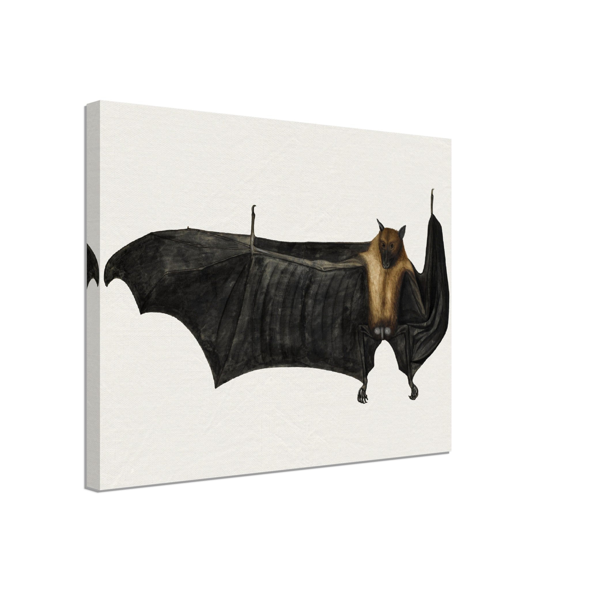 Fruit Bat Canvas, Vintage Indian Fruit Bat Art - Vintage Fruit Bat Canvas Print - WallArtPrints4U